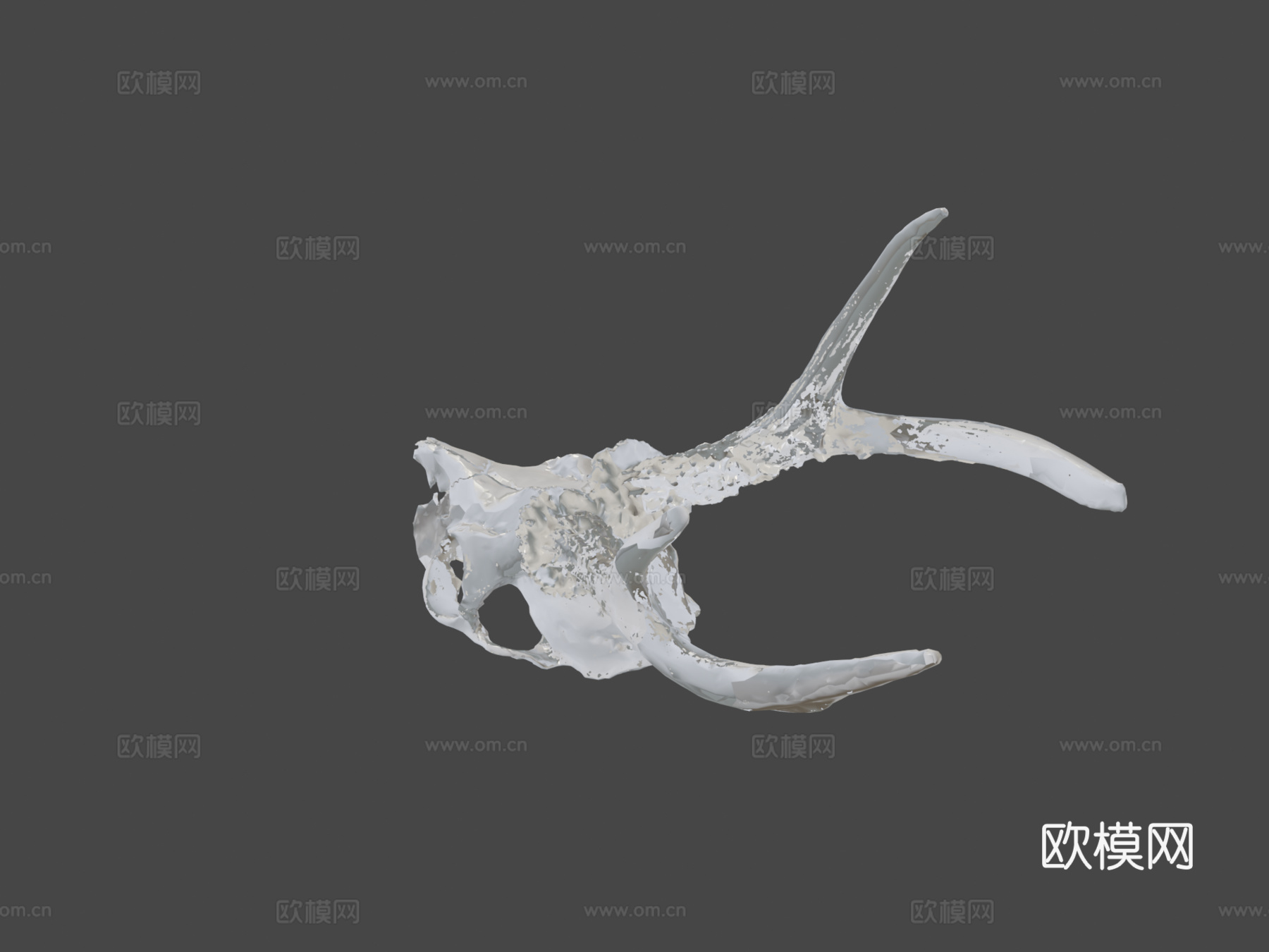 鹿头骨3d模型下载（渲染图6）