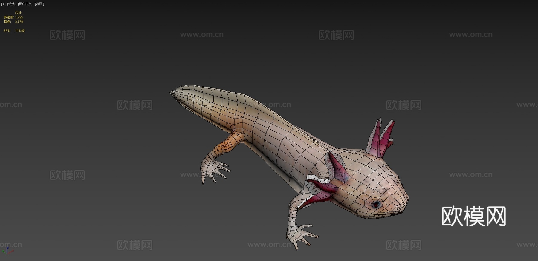 美西螈3d模型下载（渲染图4）