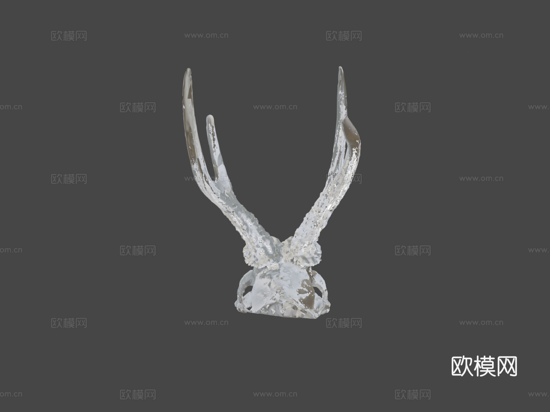 鹿头骨3d模型下载（渲染图7）