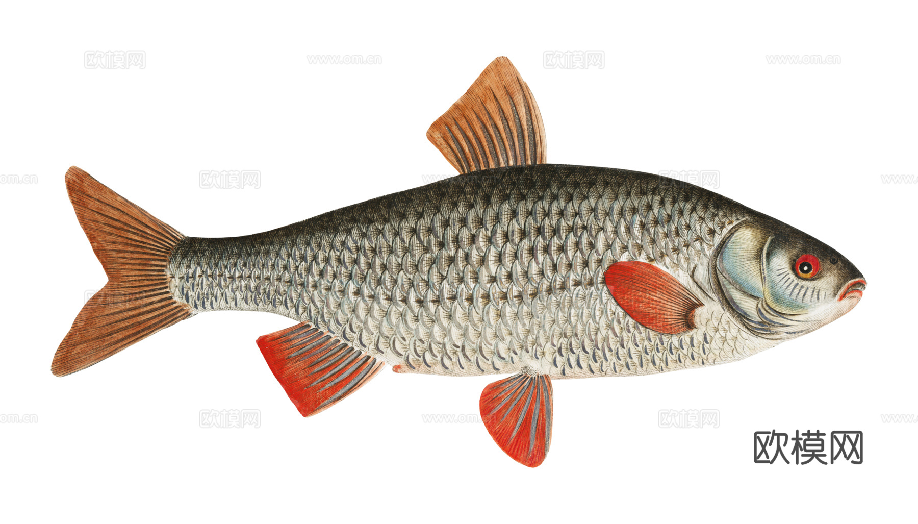 高清复古写实鱼类插画,海洋动物插画57