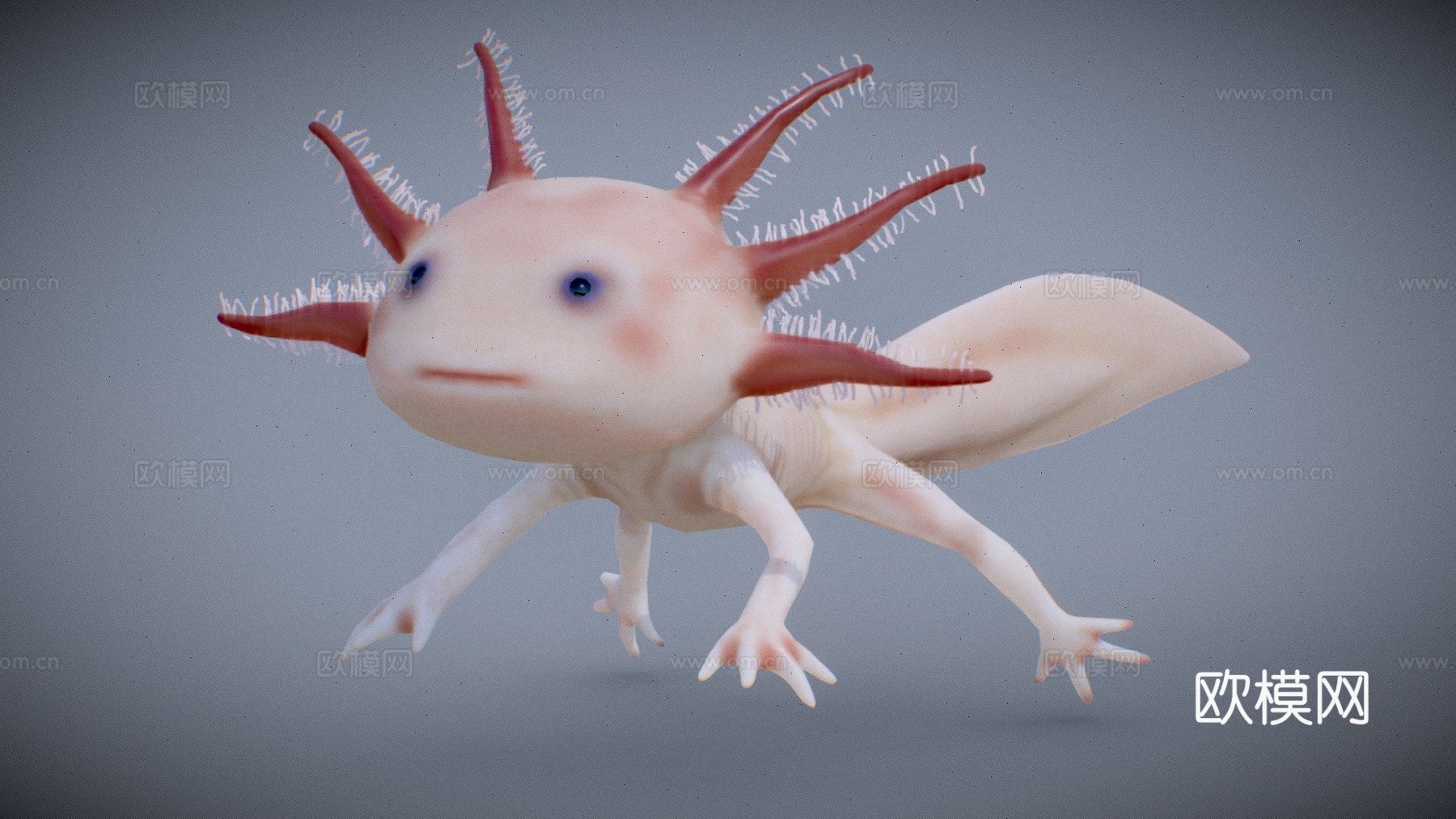 美西螈3d模型下载（渲染图1）