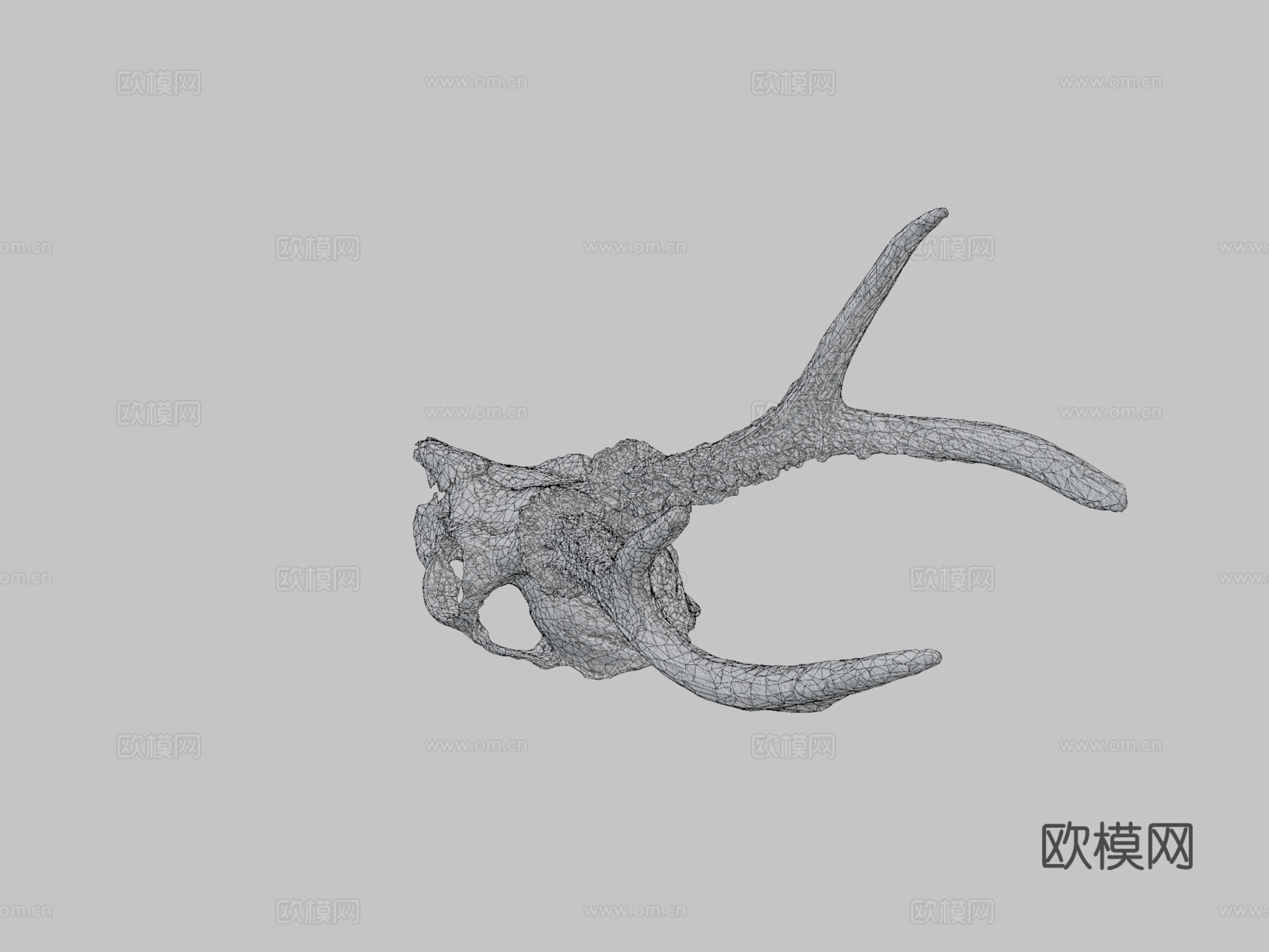 鹿头骨3d模型下载（渲染图2）