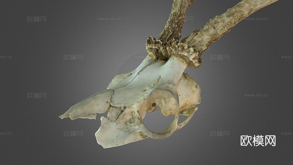 鹿头骨3d模型下载（渲染图1）