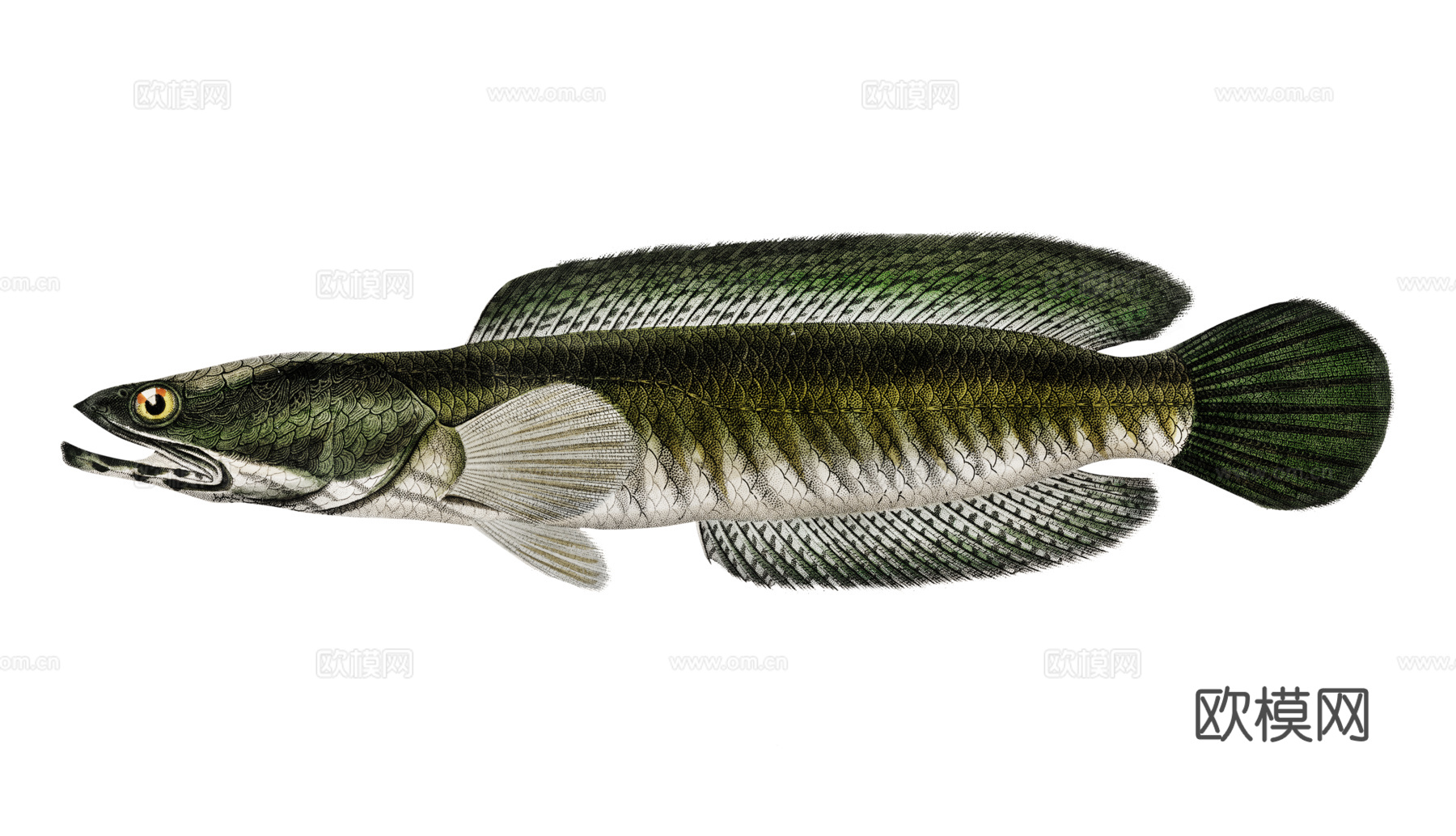 高清复古写实鱼类插画,海洋动物插画29下载