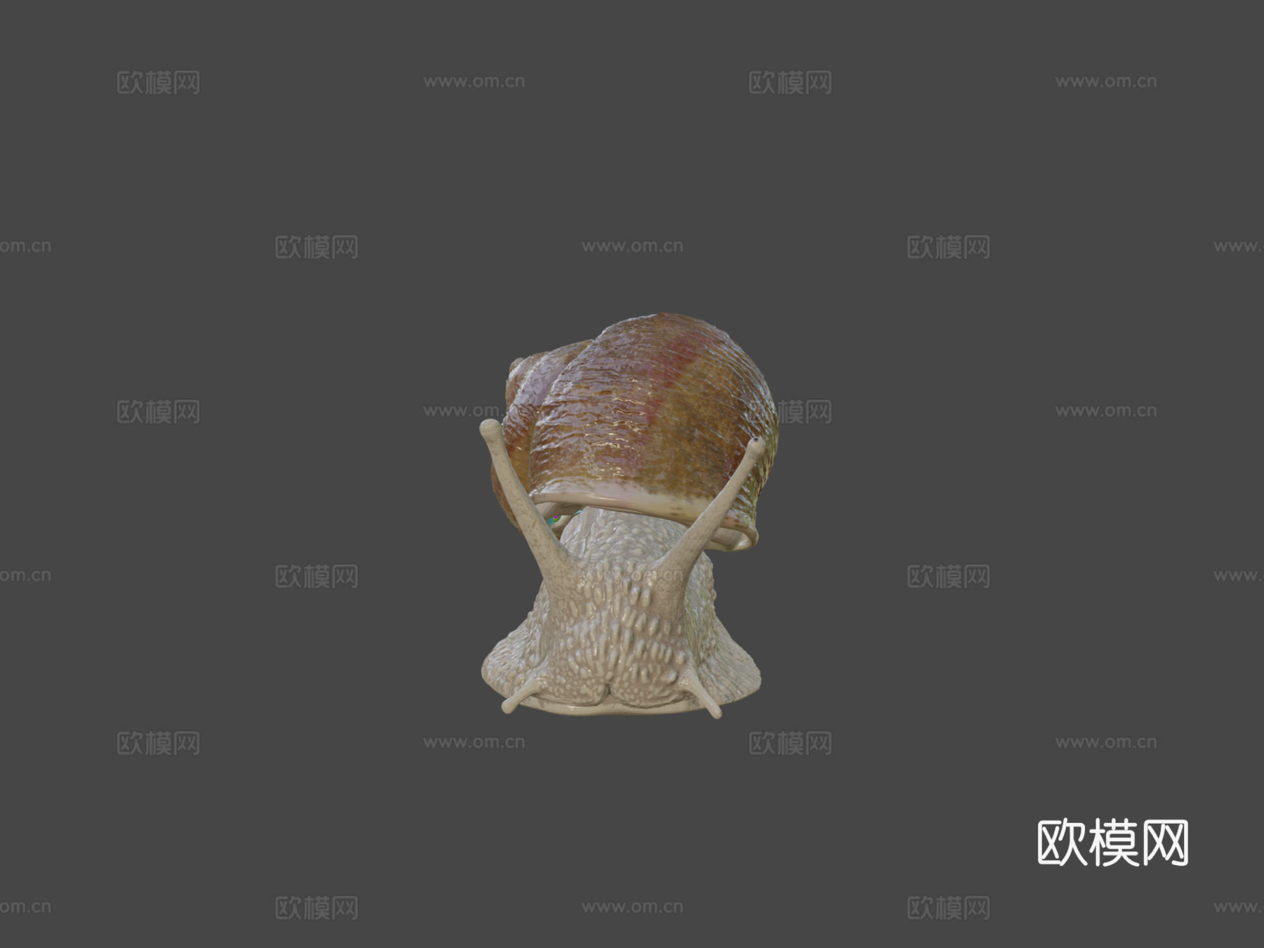 罗马蜗牛神经系统23d模型下载（渲染图5）