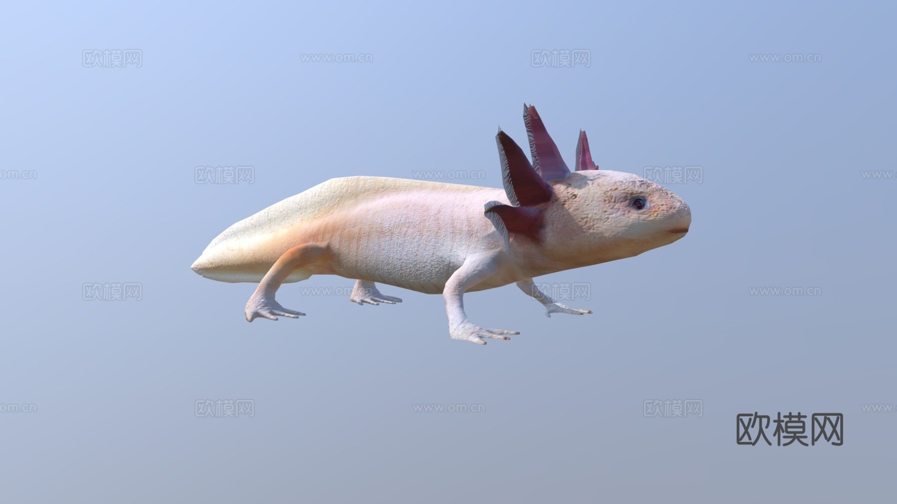 美西螈3d模型下载（渲染图1）