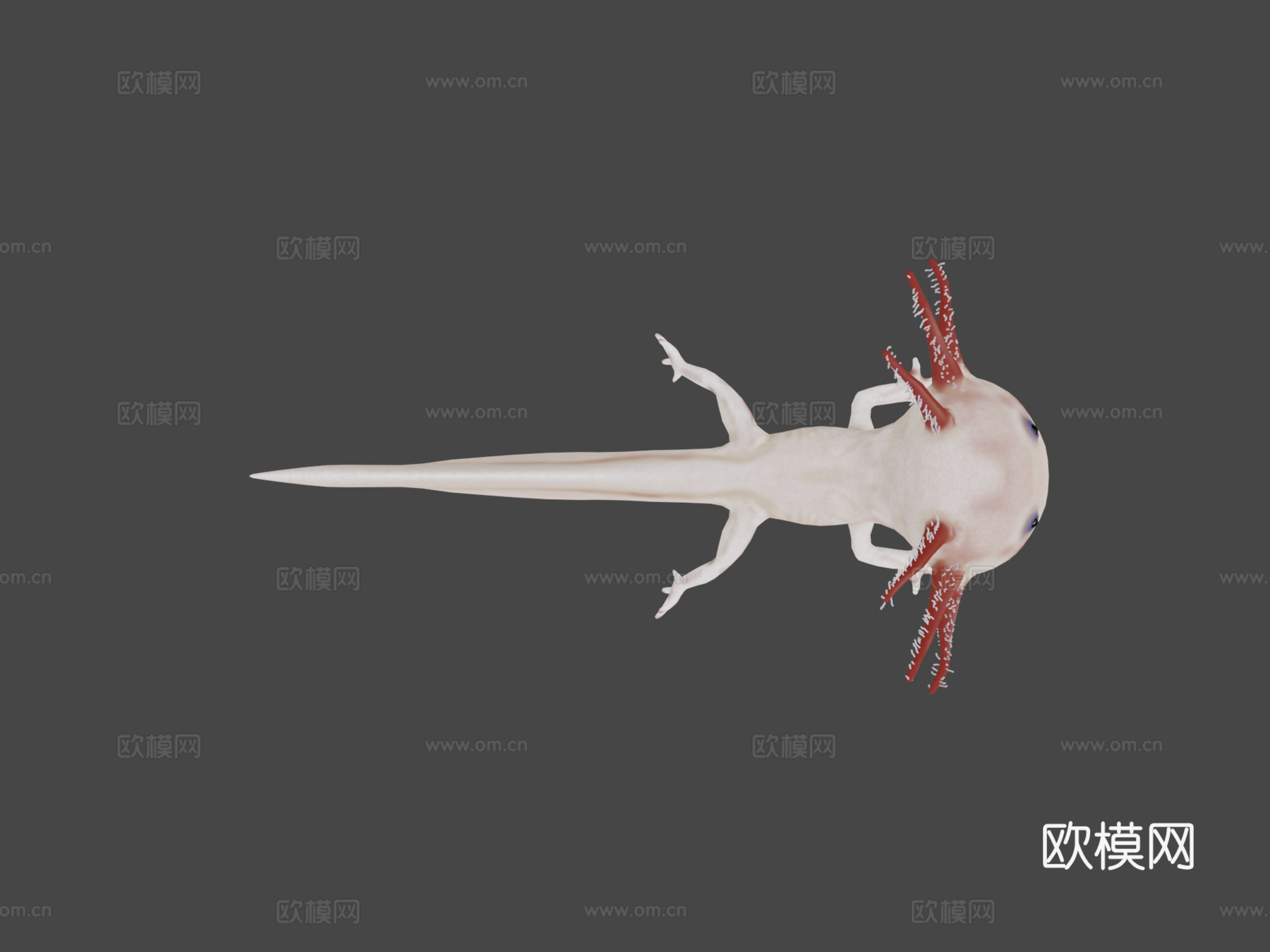 美西螈3d模型下载（渲染图5）