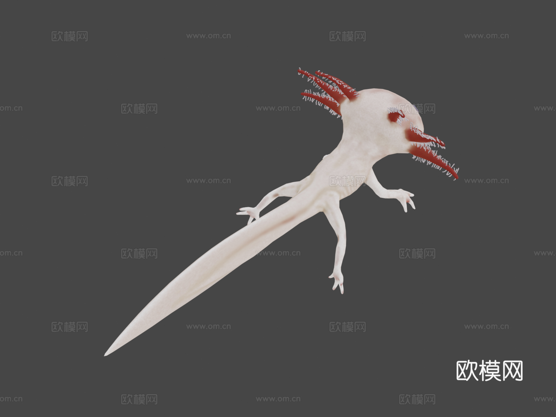 美西螈3d模型下载（渲染图7）
