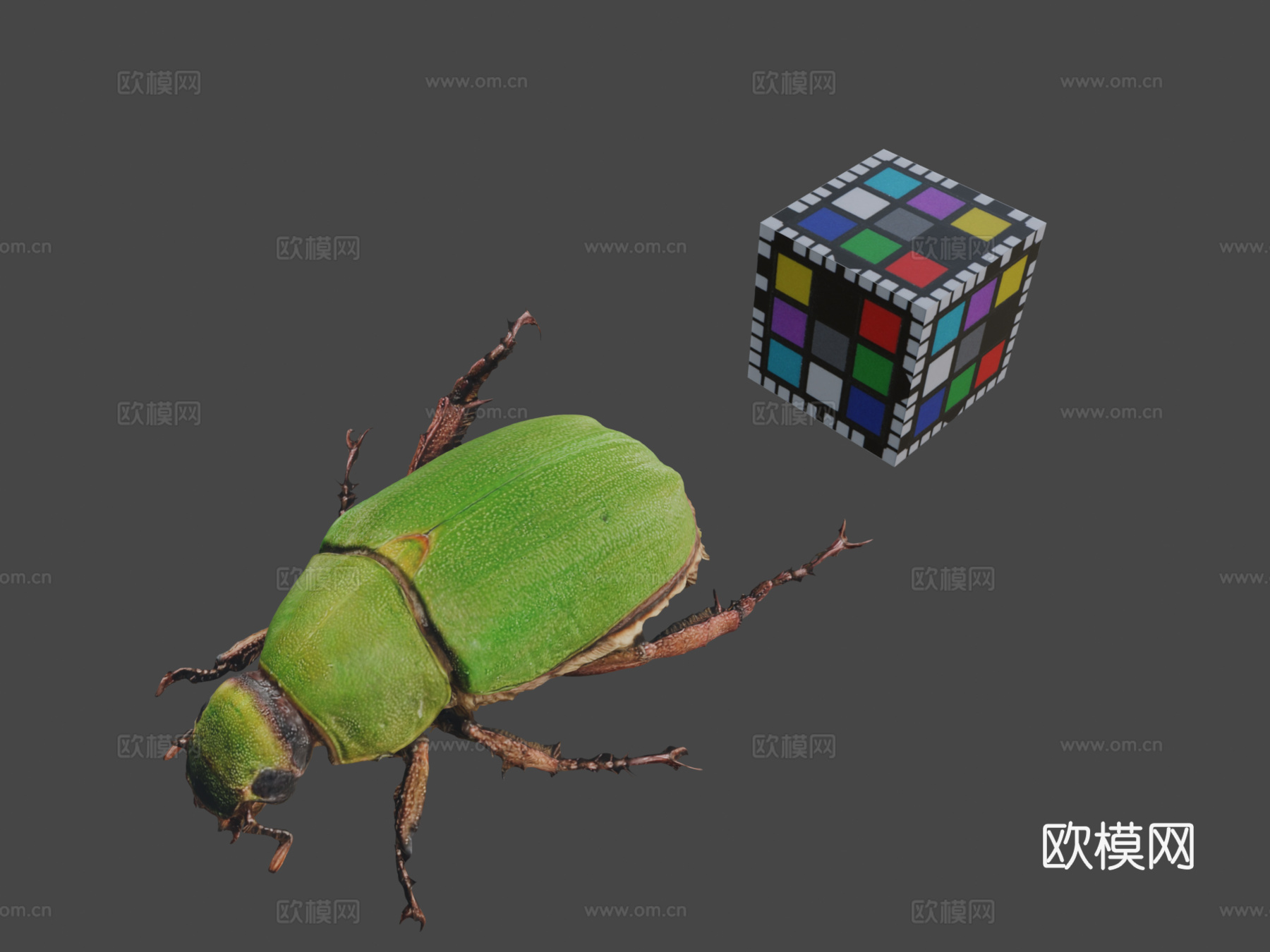 CC0青铜金龟蓝色甲虫A.albopilosa3d模型下载（渲染图1）