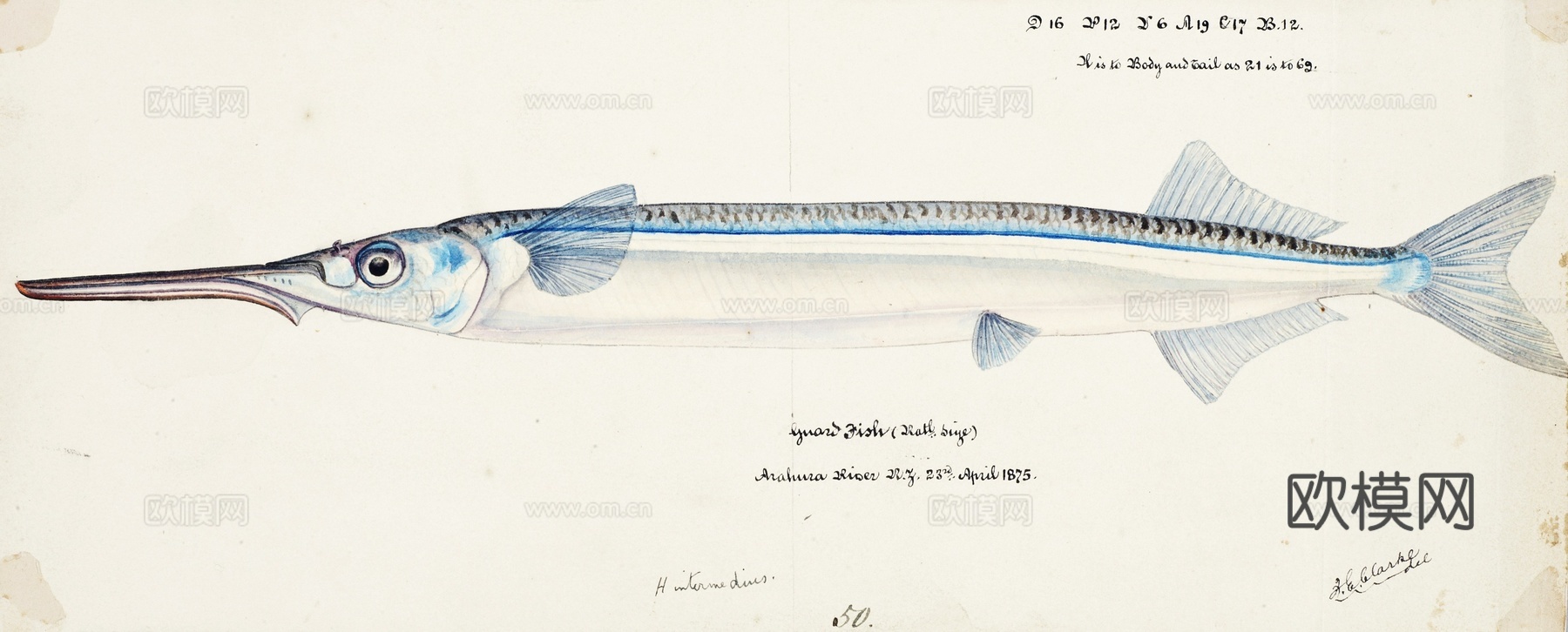 复古手绘水彩海鱼插画，海鱼图93