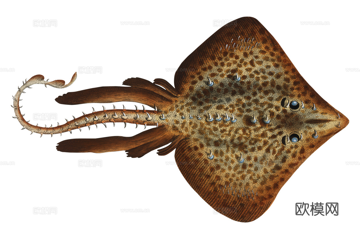 高清复古写实鱼类插画,海洋动物插画63