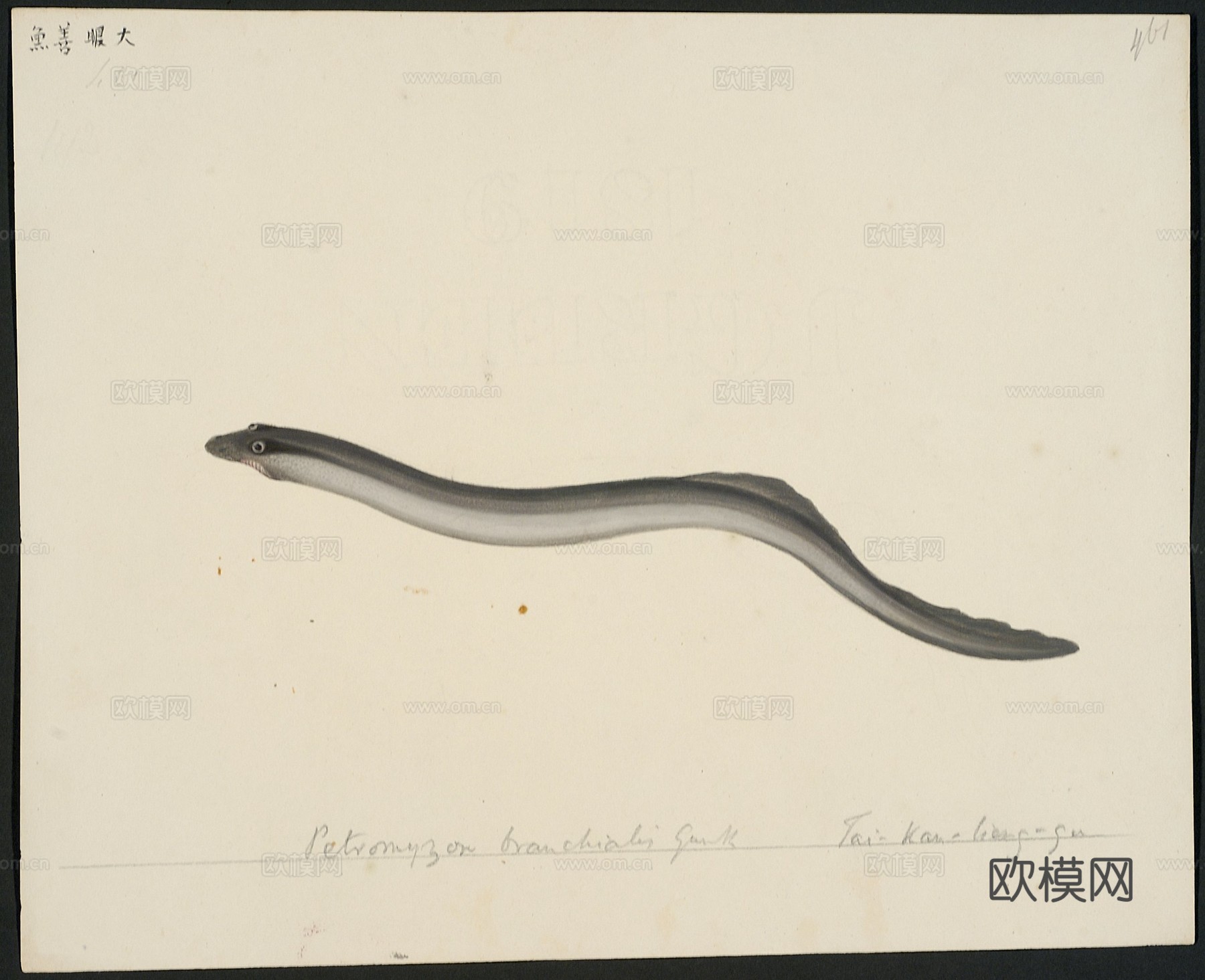 复古手绘水彩海鱼插画，手绘鱼类插画448