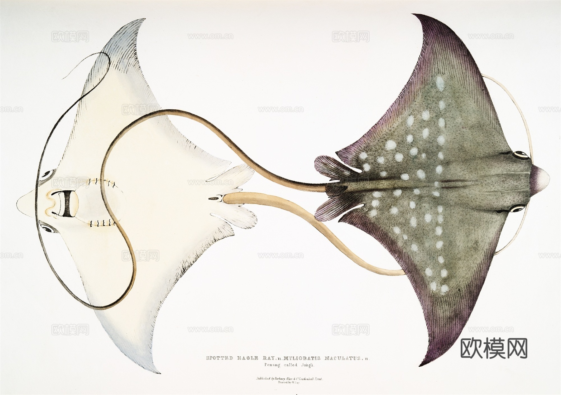 复古海洋鱼类插画，虾蟹贝插画23