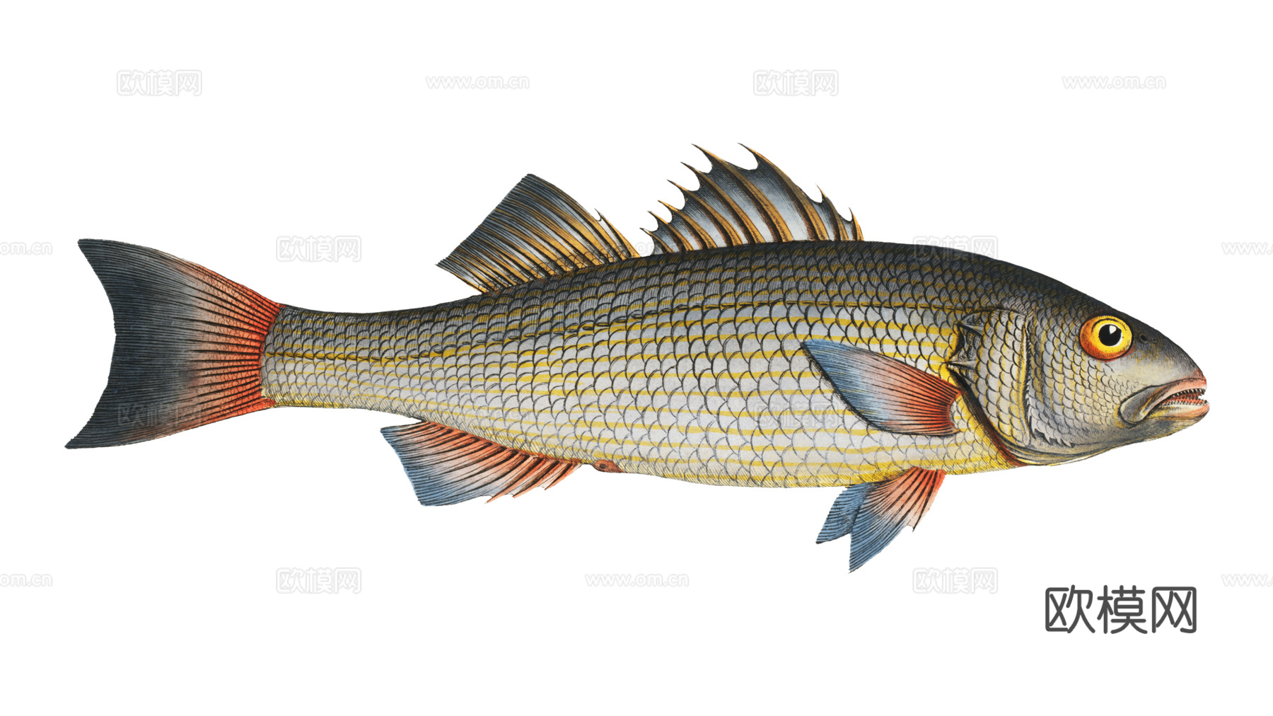 高清复古写实鱼类插画,海洋动物插画86