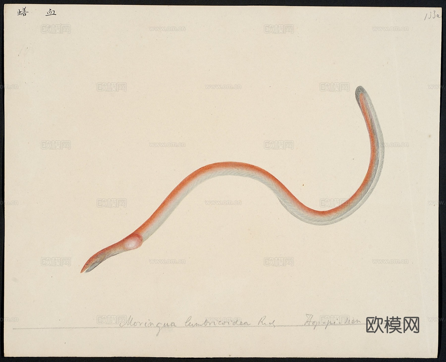 复古手绘水彩海鱼插画，手绘鱼类插画128下载