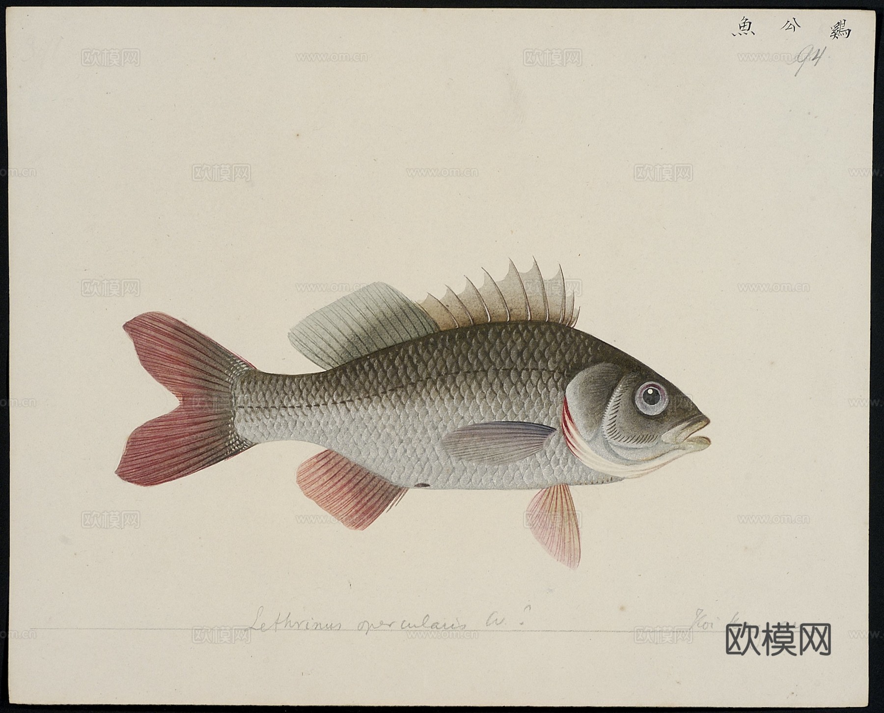 复古手绘水彩海鱼插画，手绘鱼类插画91