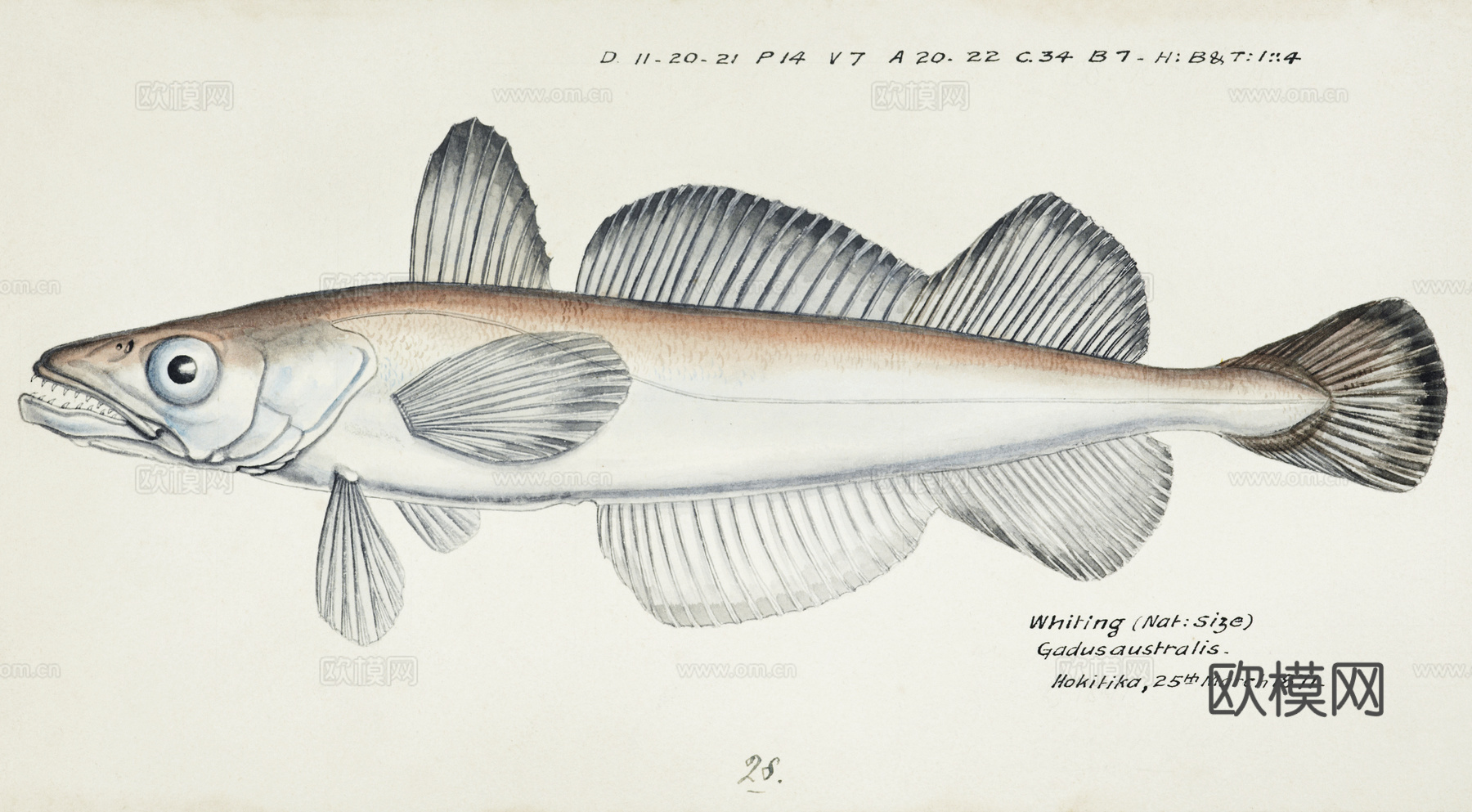 复古手绘水彩海鱼插画，海鱼图97