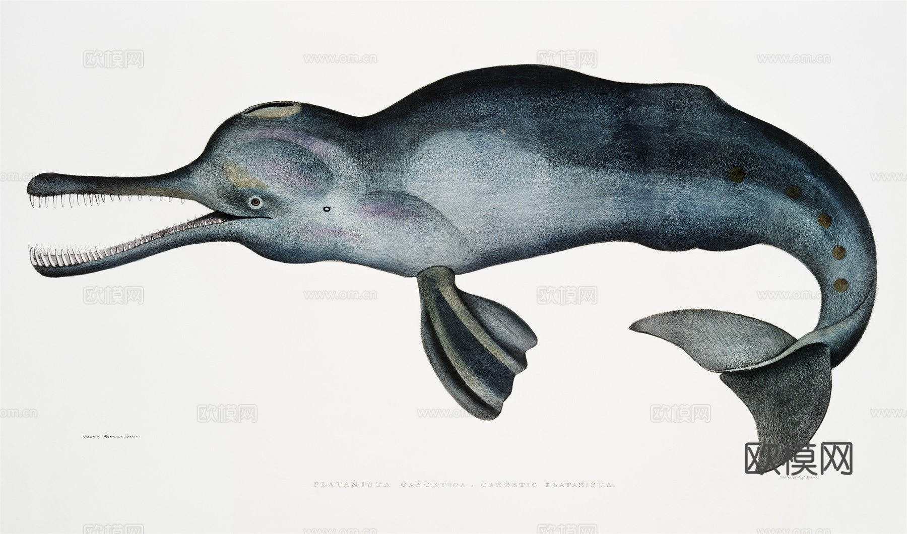 复古海洋鱼类插画，虾蟹贝插画21