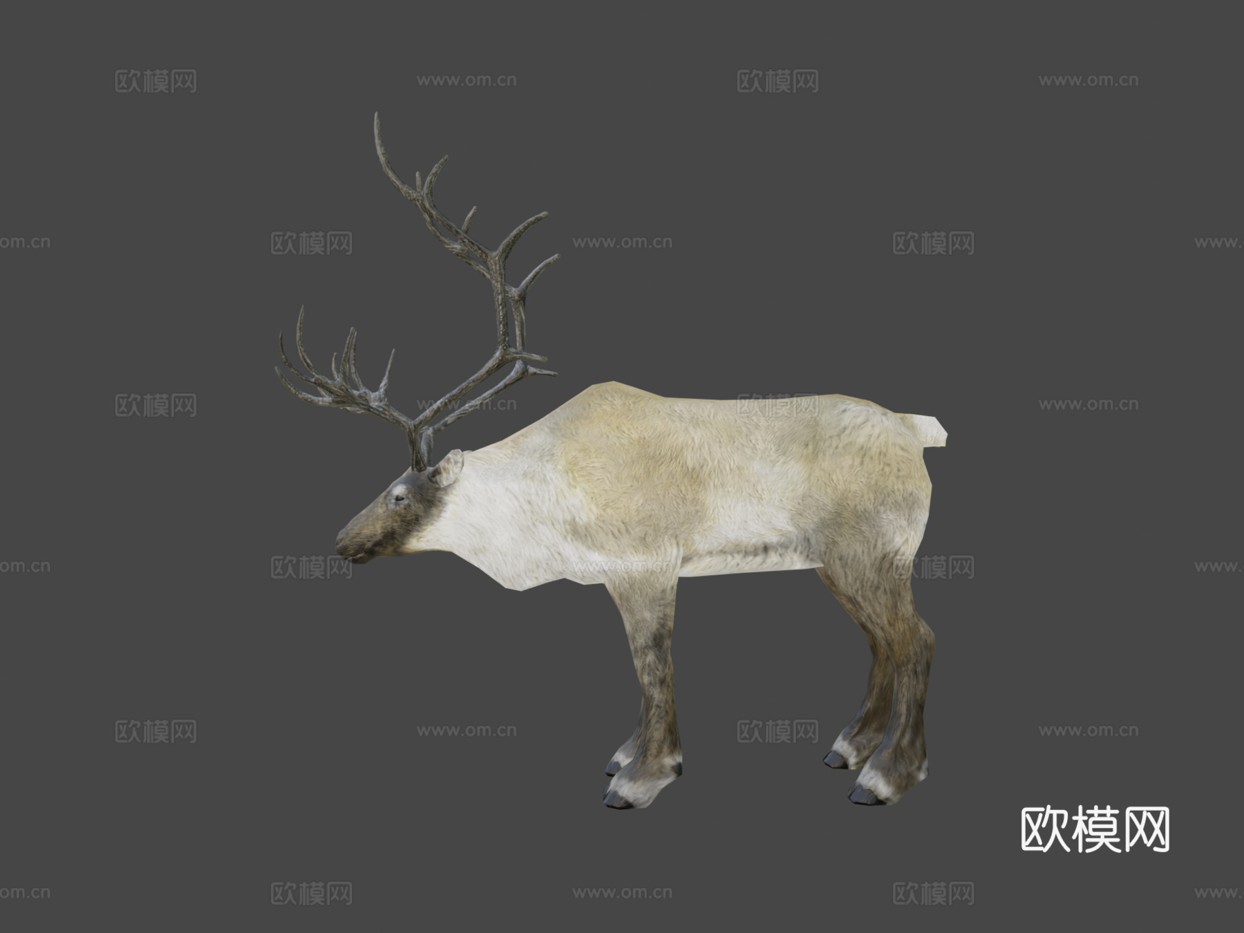 低多边形写实驯鹿3d模型下载（渲染图8）