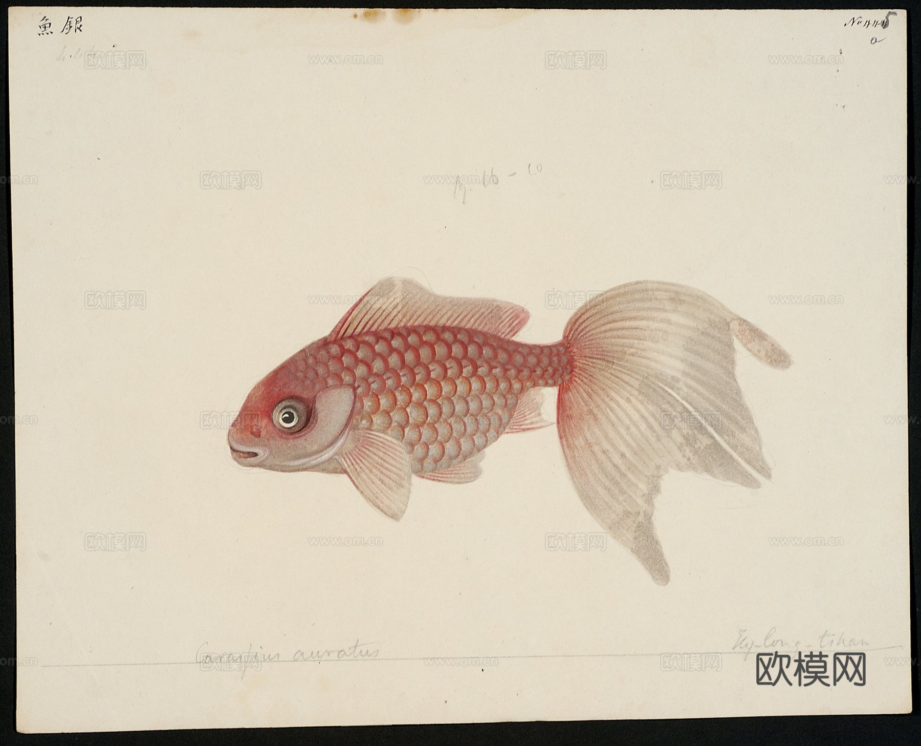 复古手绘水彩海鱼插画，手绘鱼类插画433