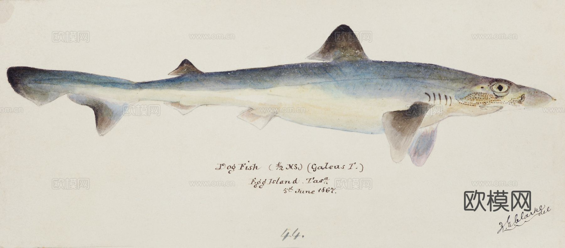 复古手绘水彩海鱼插画，海鱼图7