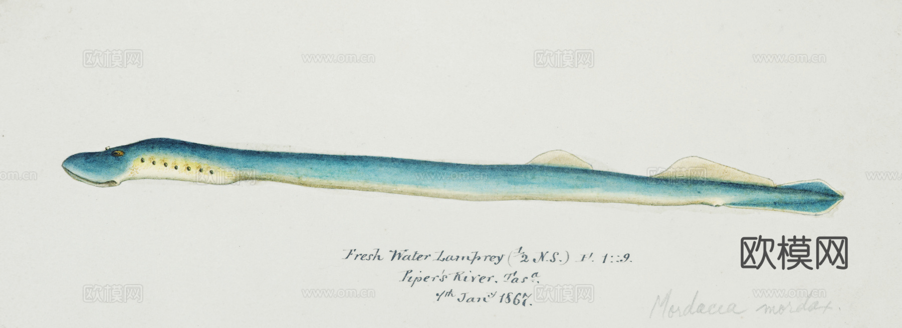 复古手绘水彩海鱼插画，海鱼图51