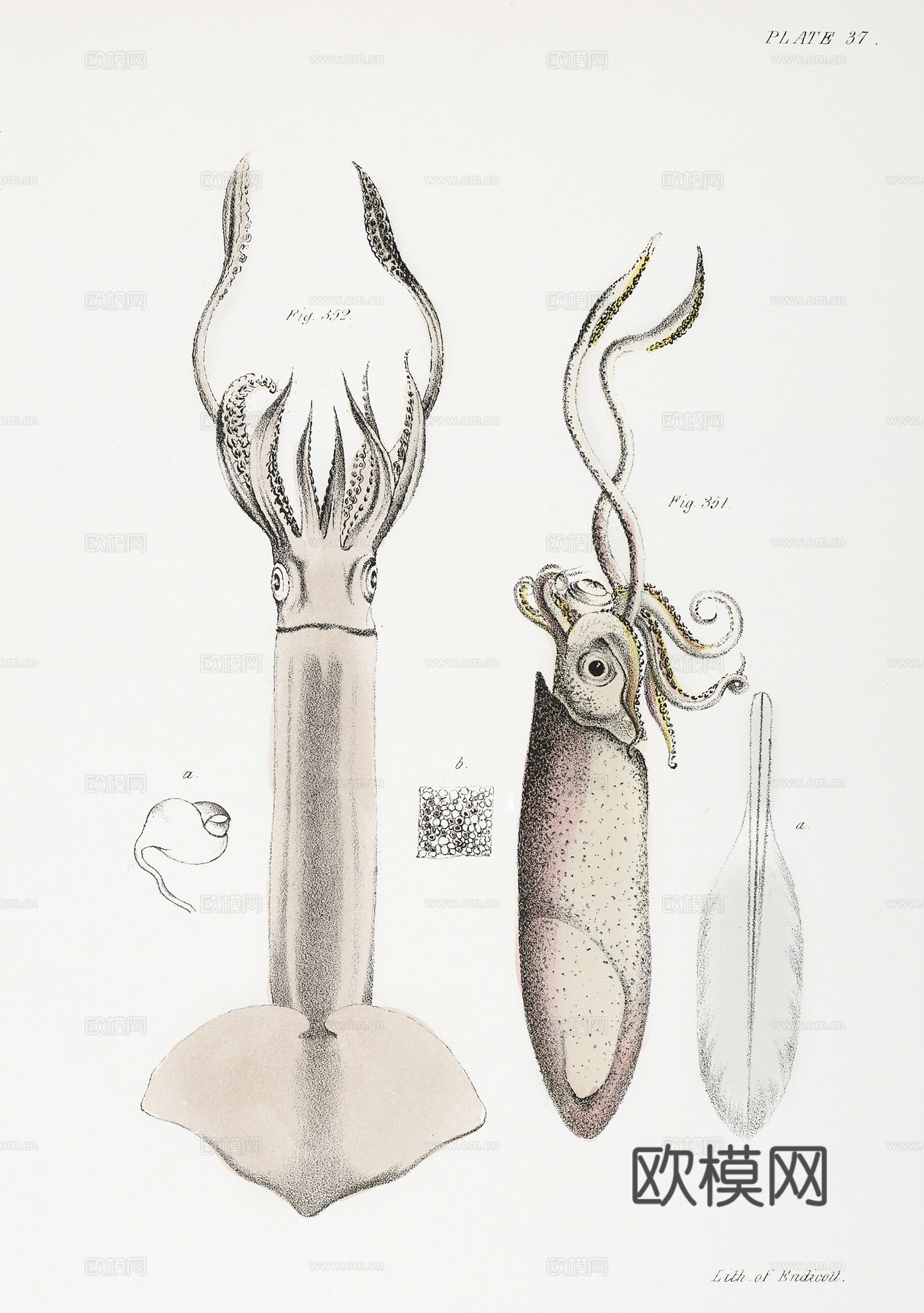 复古海洋鱼类插画，虾蟹贝插画9