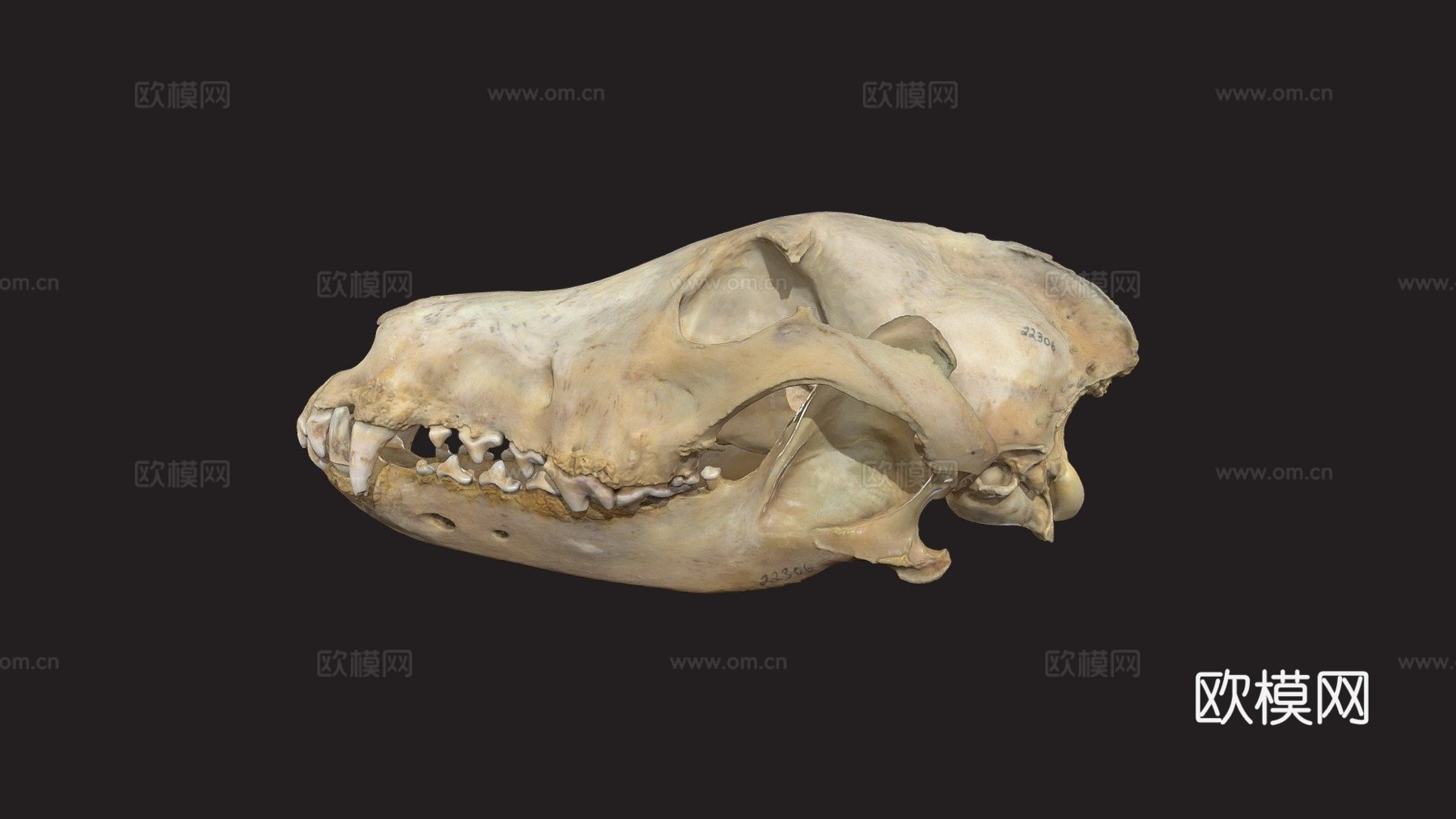 CMNH22306灰狼头骨3d模型下载（渲染图1）