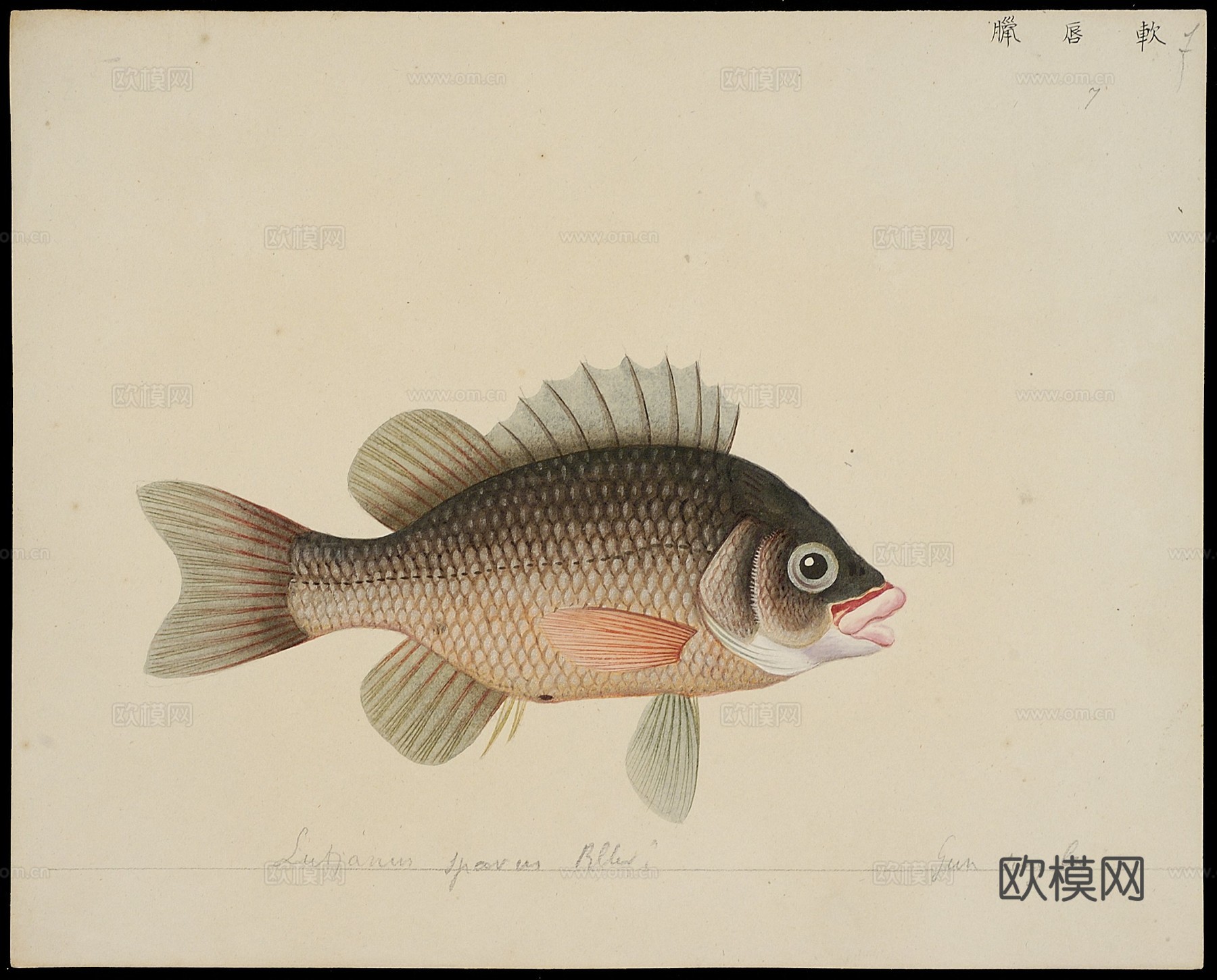 复古手绘水彩海鱼插画，手绘鱼类插画7