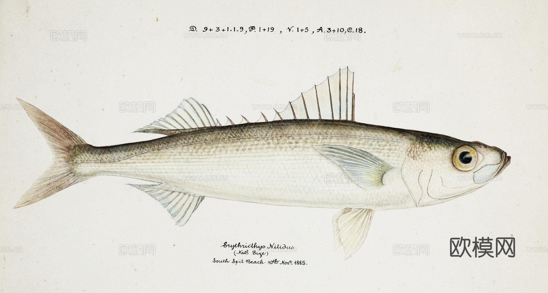 复古手绘水彩海鱼插画，海鱼图100