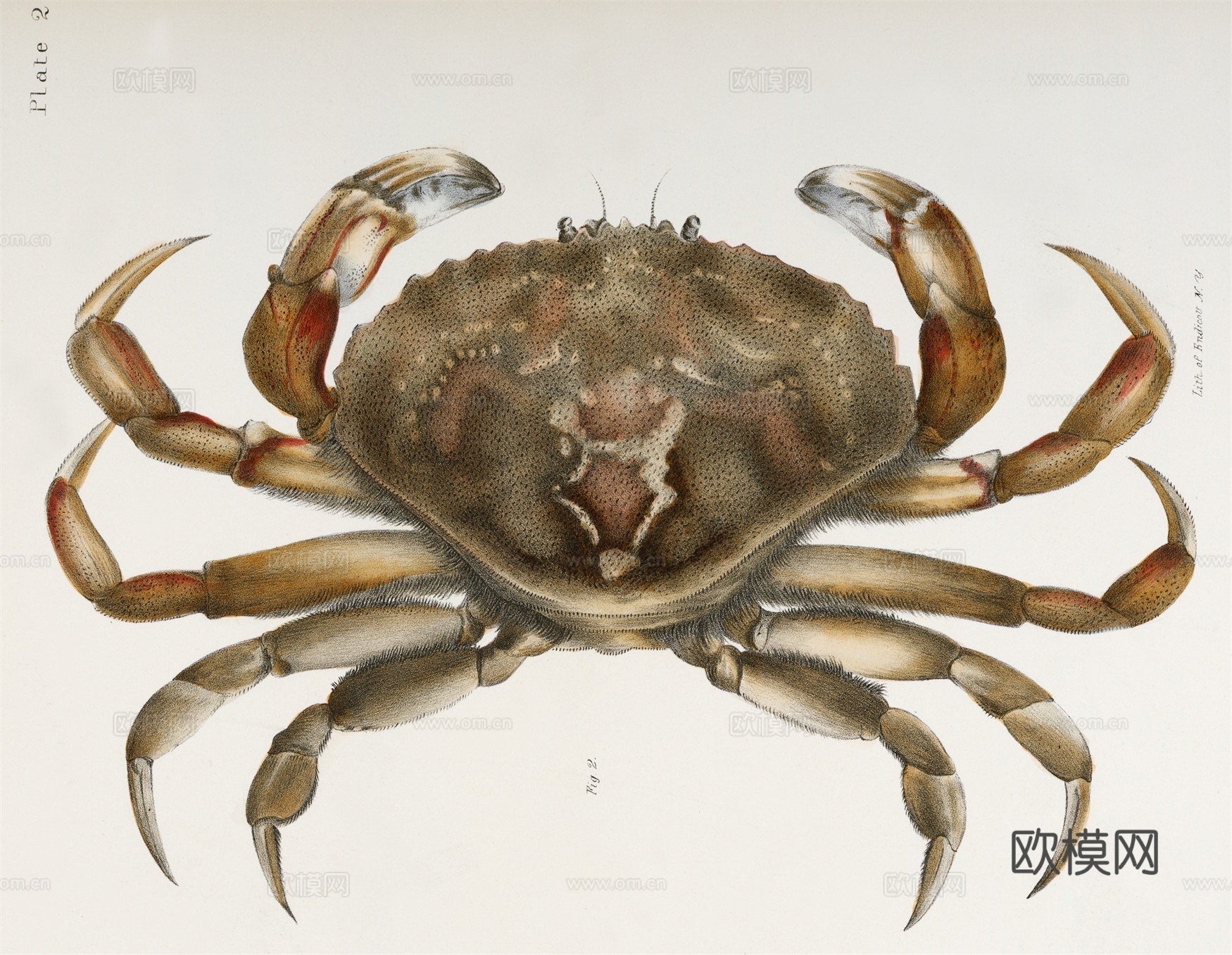 复古海洋鱼类插画，虾蟹贝插画12