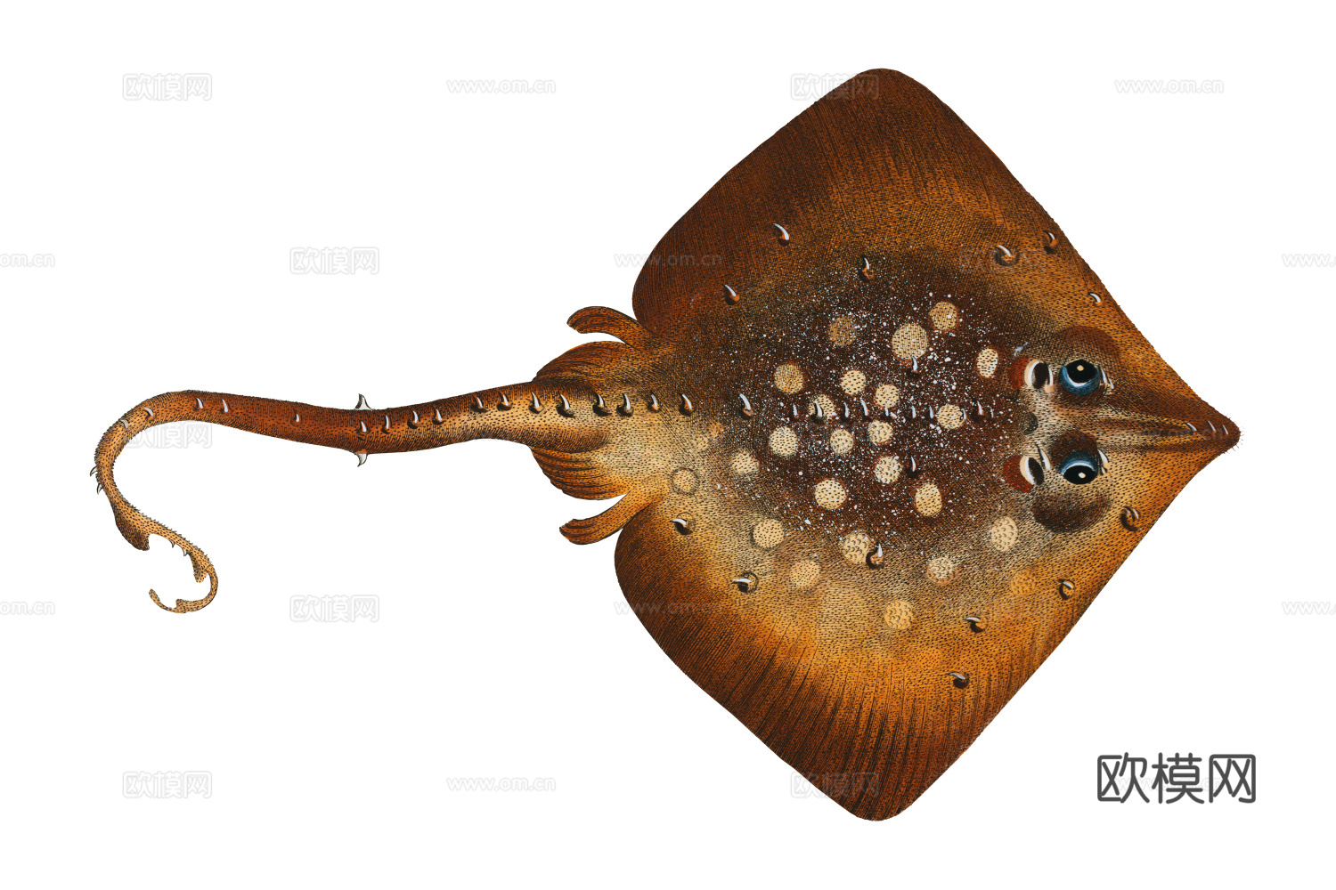 高清复古写实鱼类插画,海洋动物插画69