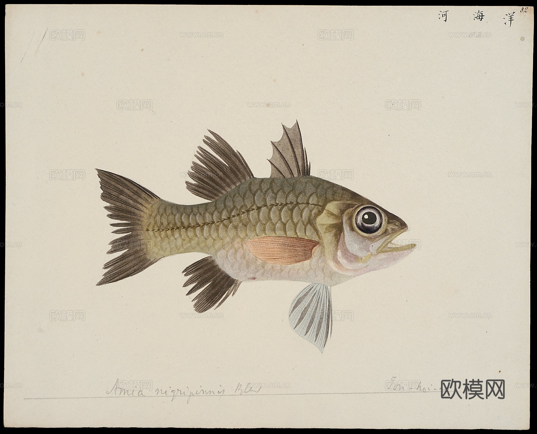 复古手绘水彩海鱼插画，手绘鱼类插画79下载