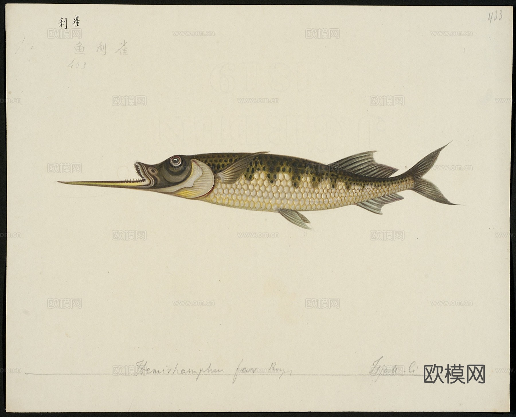 复古手绘水彩海鱼插画，手绘鱼类插画422