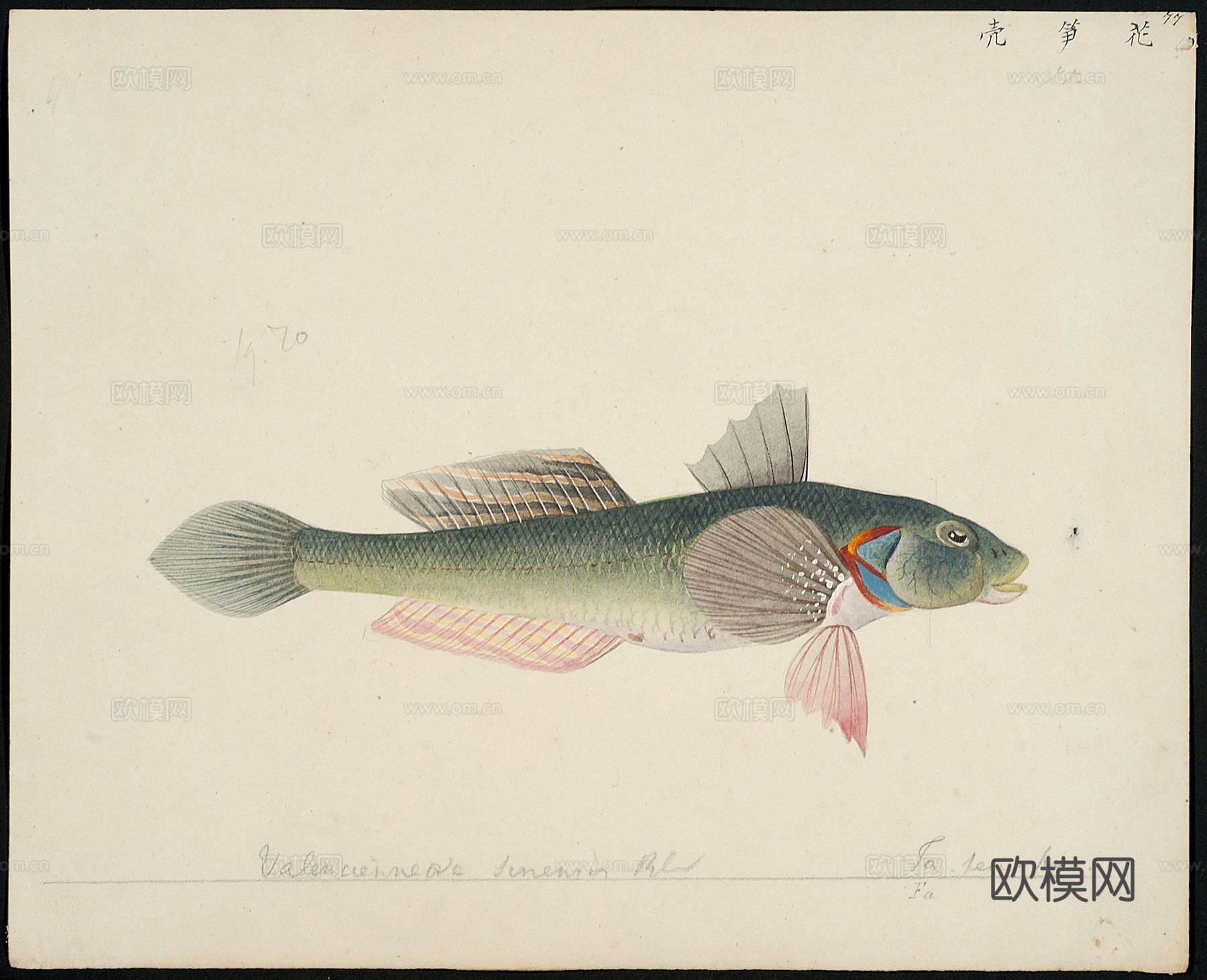 复古手绘水彩海鱼插画，手绘鱼类插画74