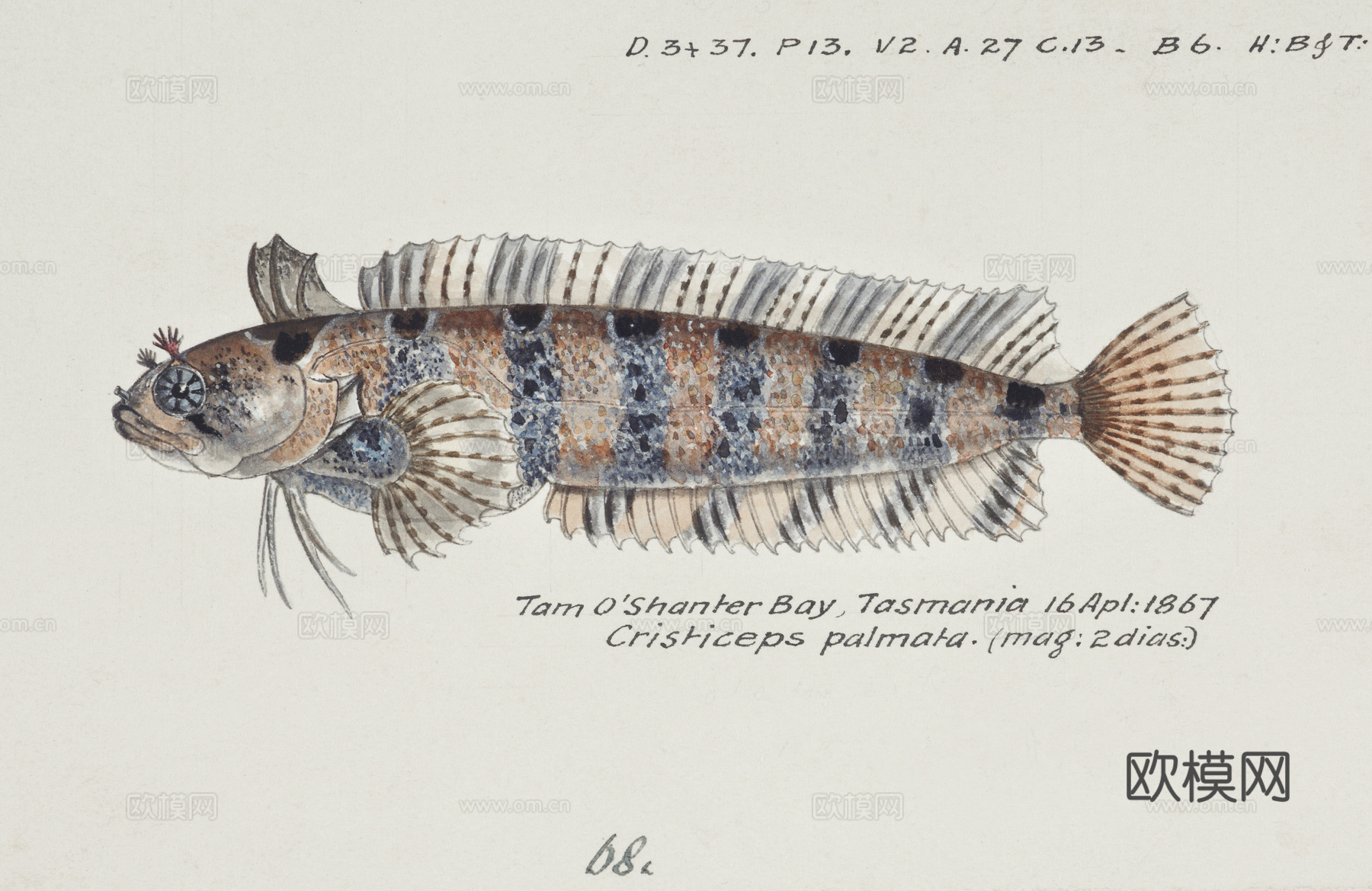 复古手绘水彩海鱼插画，海鱼图29