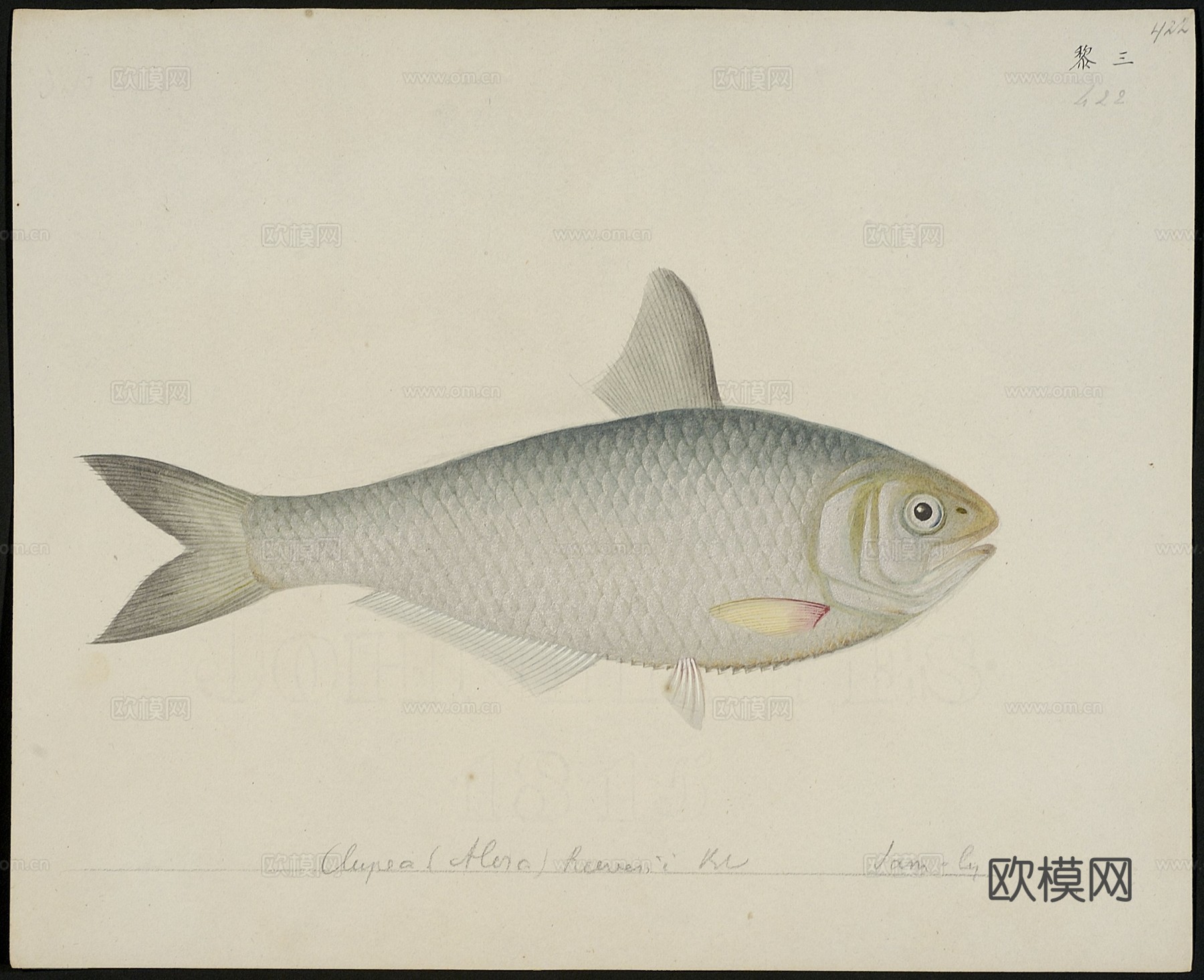 复古手绘水彩海鱼插画，手绘鱼类插画409下载