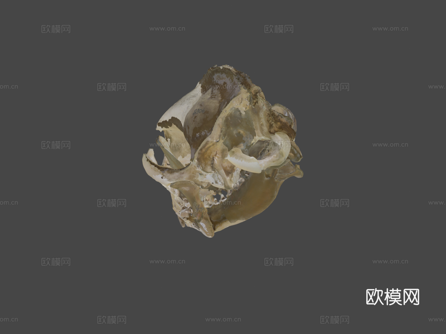 CMNH22306灰狼头骨3d模型下载（渲染图5）