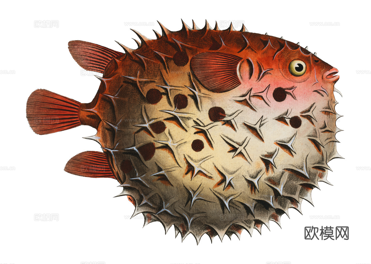 高清复古写实鱼类插画,海洋动物插画89