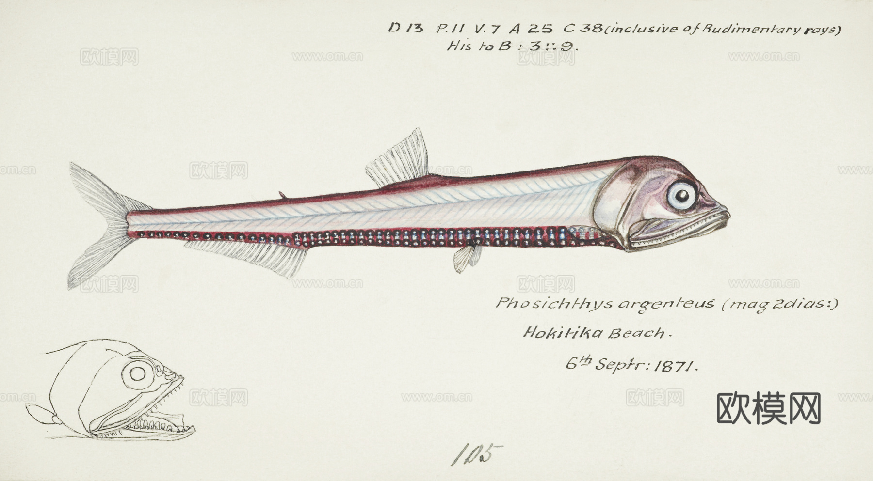 复古手绘水彩海鱼插画，海鱼图23