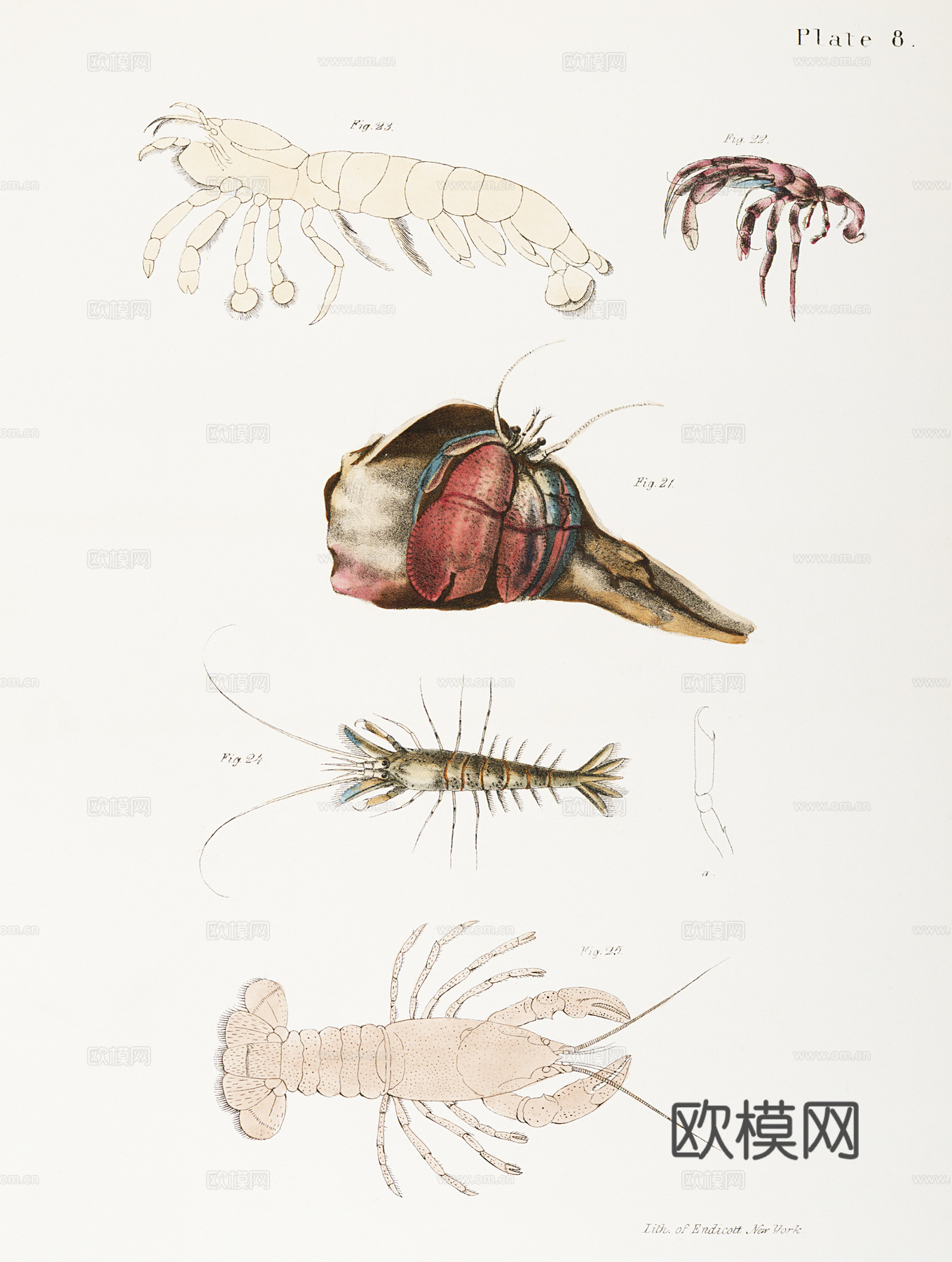 复古海洋鱼类插画，虾蟹贝插画14