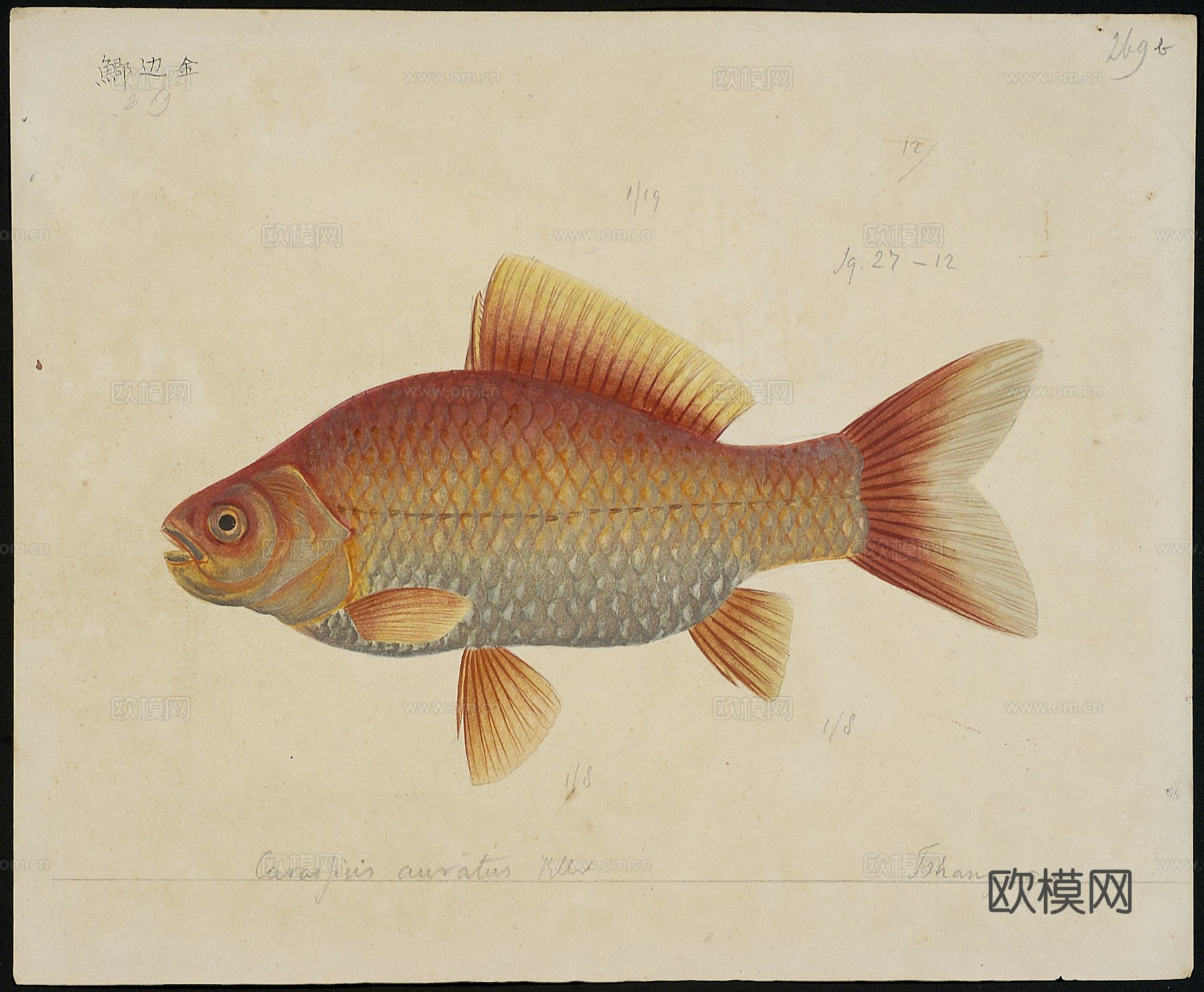 复古手绘水彩海鱼插画，手绘鱼类插画264下载