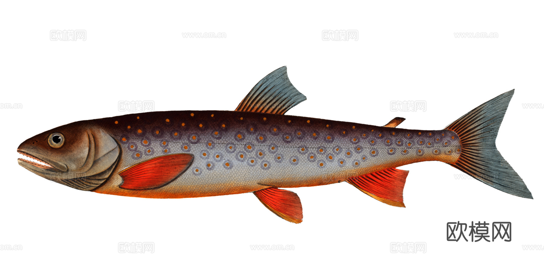 高清复古写实鱼类插画,海洋动物插画96