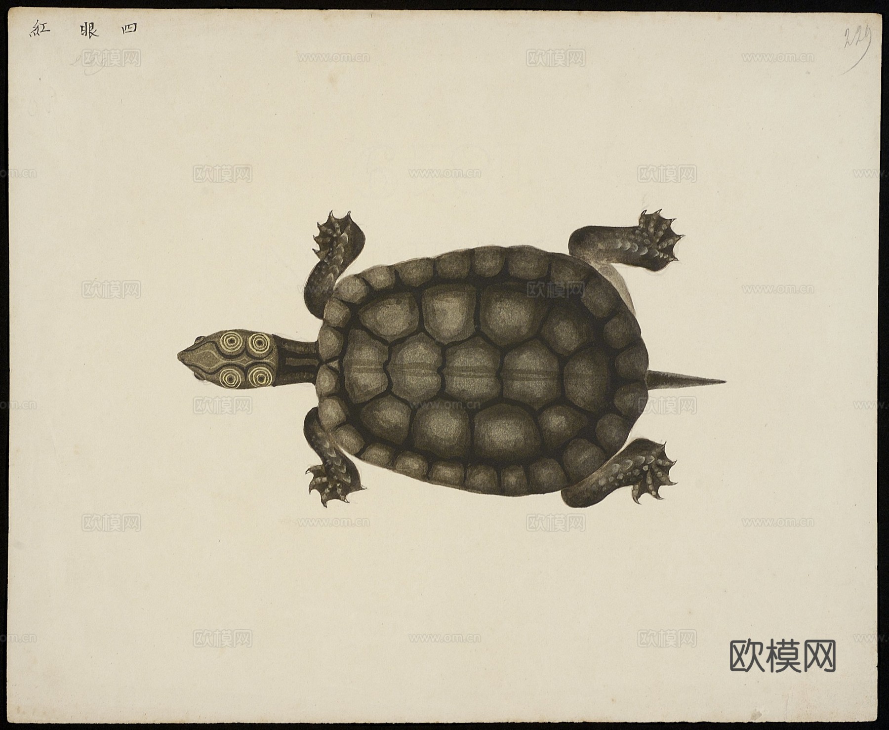 复古手绘水彩海鱼插画，手绘鱼类插画222下载