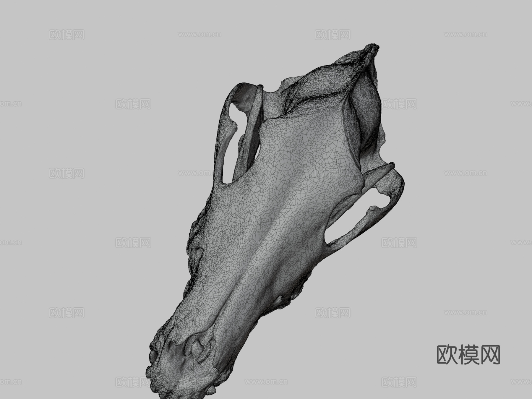 CMNH22306灰狼头骨3d模型下载（渲染图3）