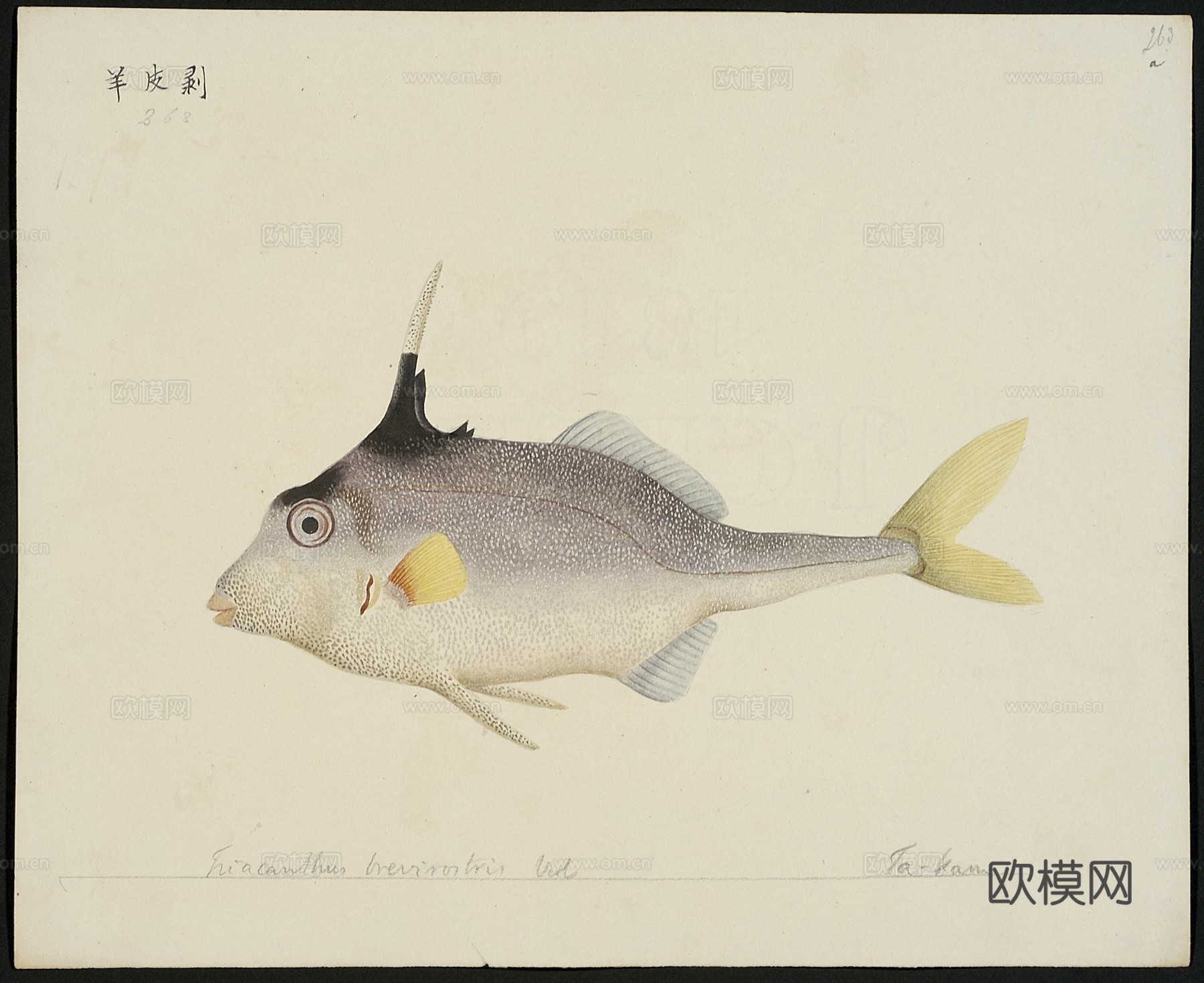 复古手绘水彩海鱼插画，手绘鱼类插画256下载