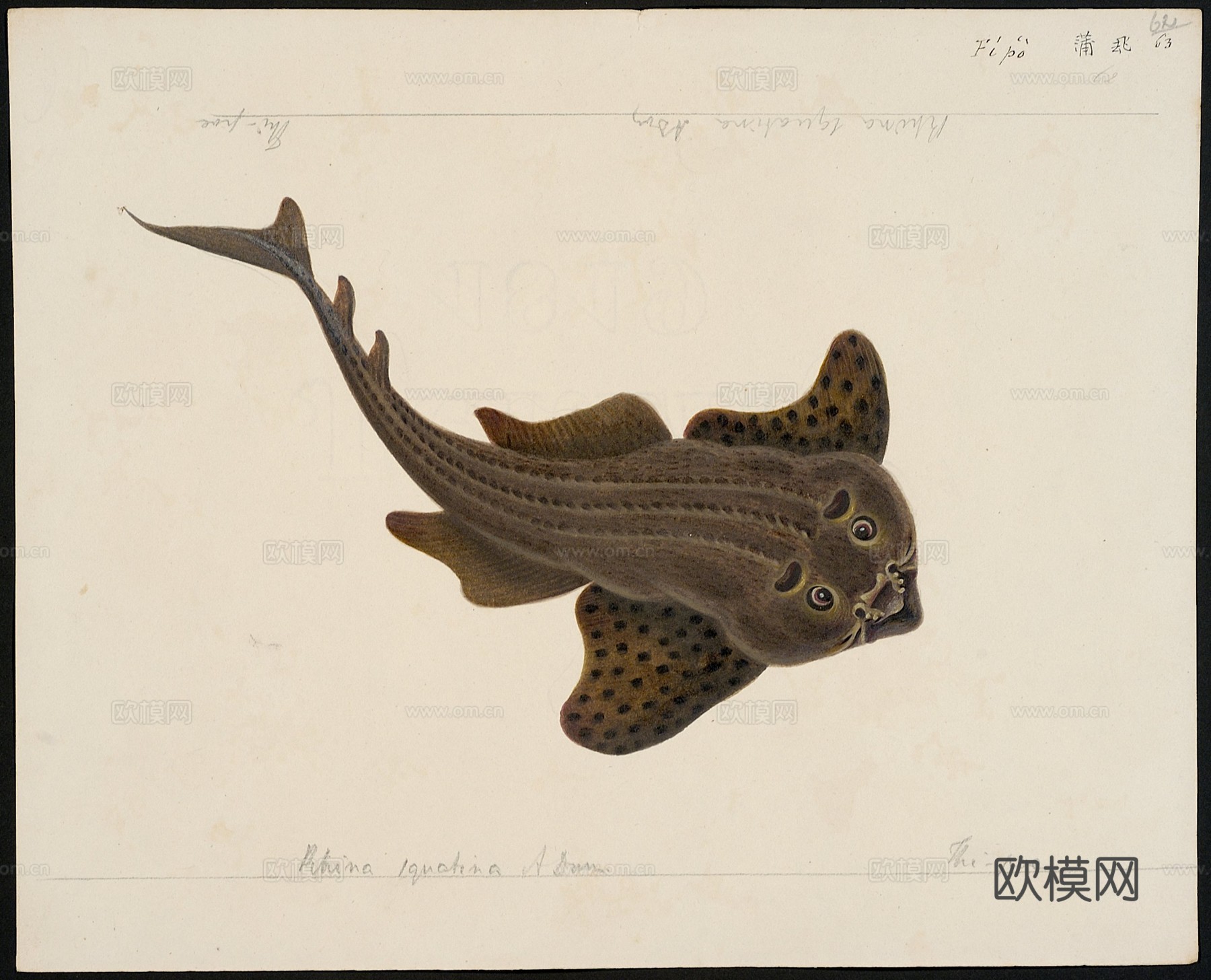 复古手绘水彩海鱼插画，手绘鱼类插画60