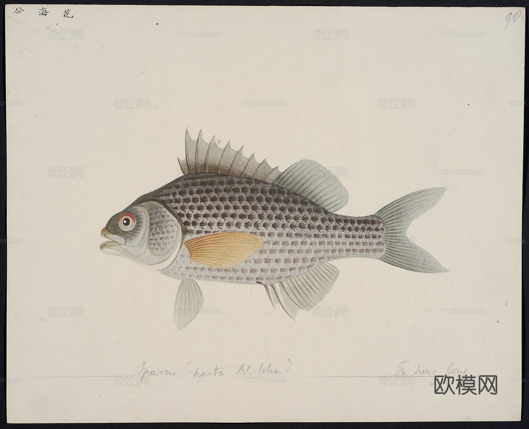 复古手绘水彩海鱼插画，手绘鱼类插画95