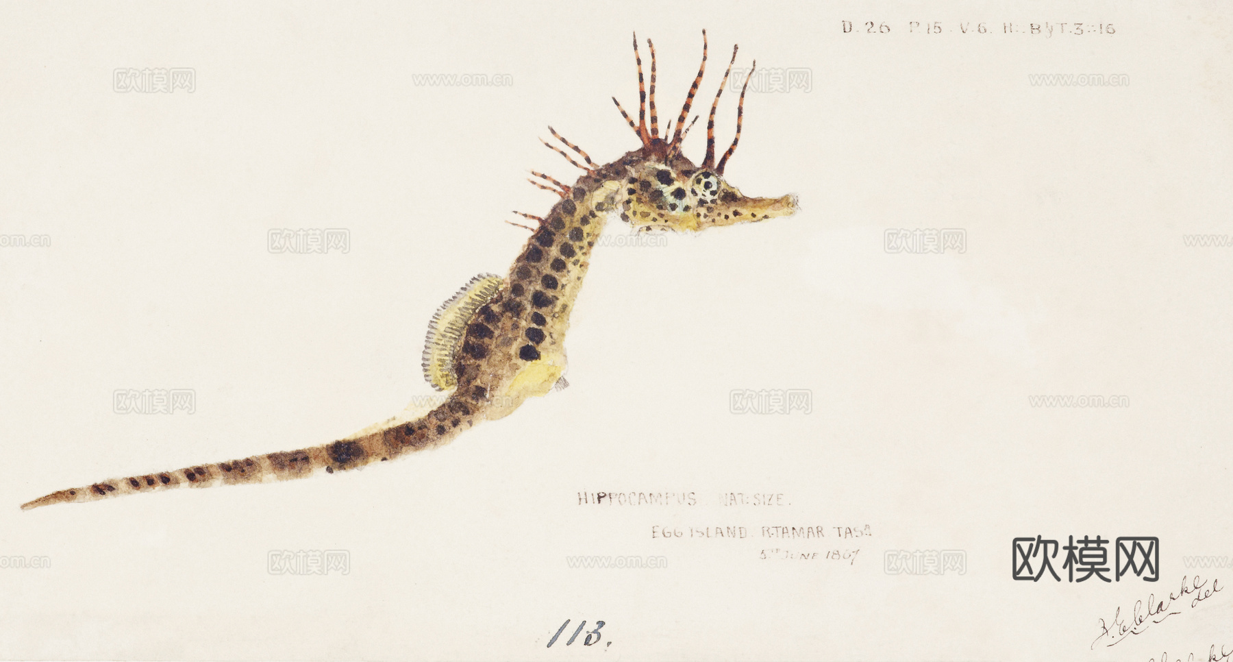 复古海洋鱼类插画，虾蟹贝插画1