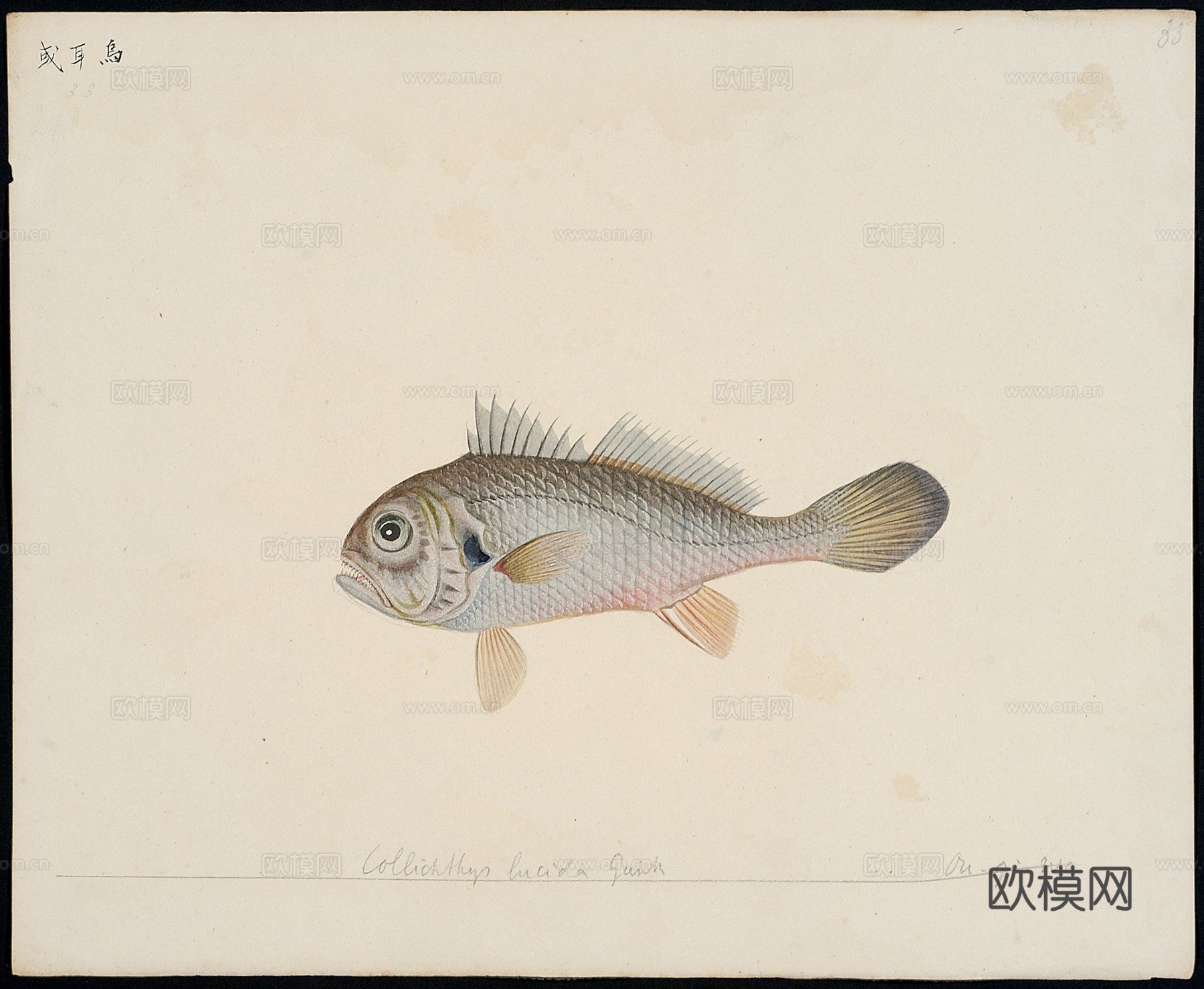 复古手绘水彩海鱼插画，手绘鱼类插画32下载